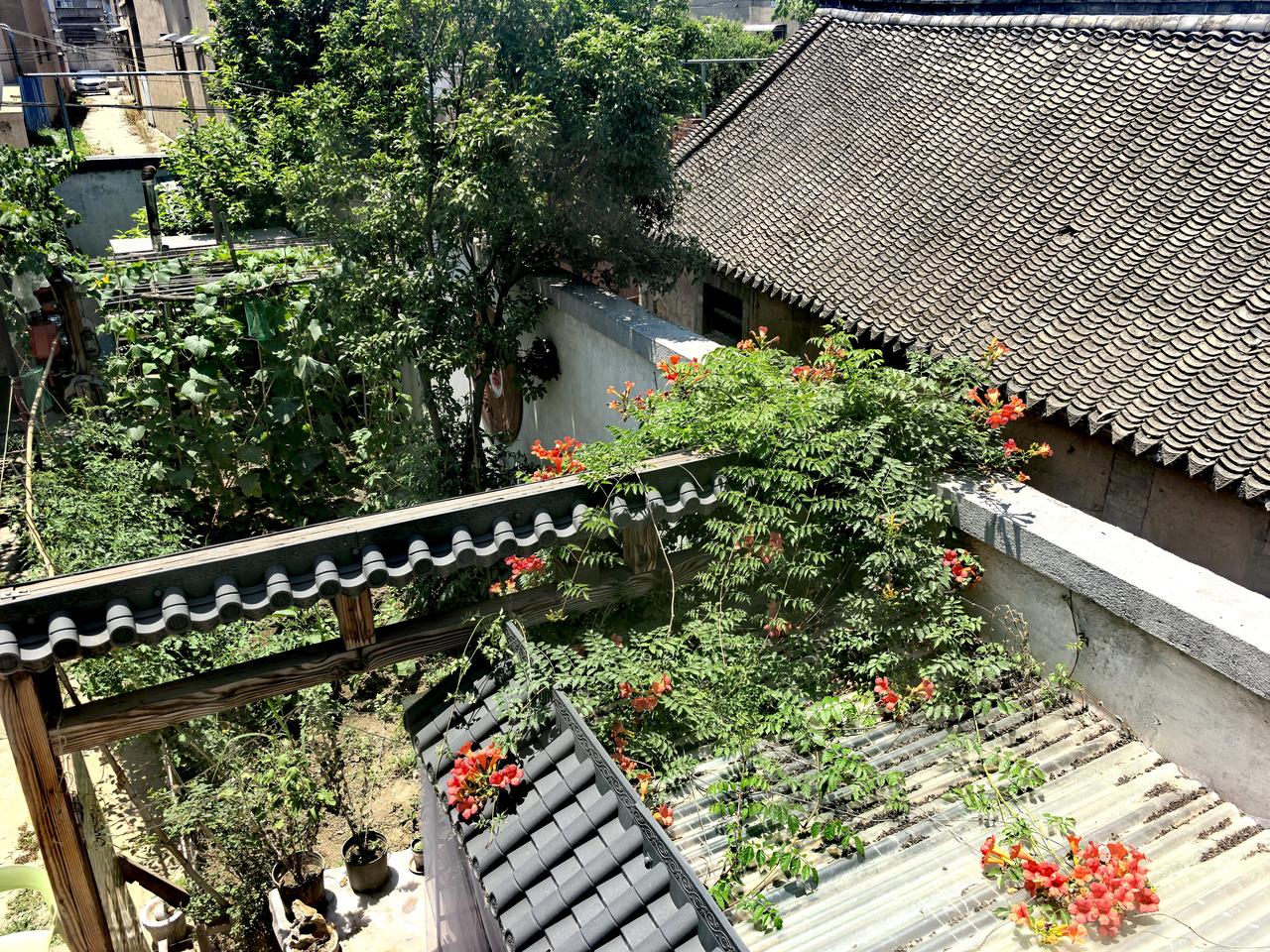 春始就守着农家小院。春播各种蔬菜，并把长出能吃的马齿菜，紫苏，蒲公英，野苋菜等野