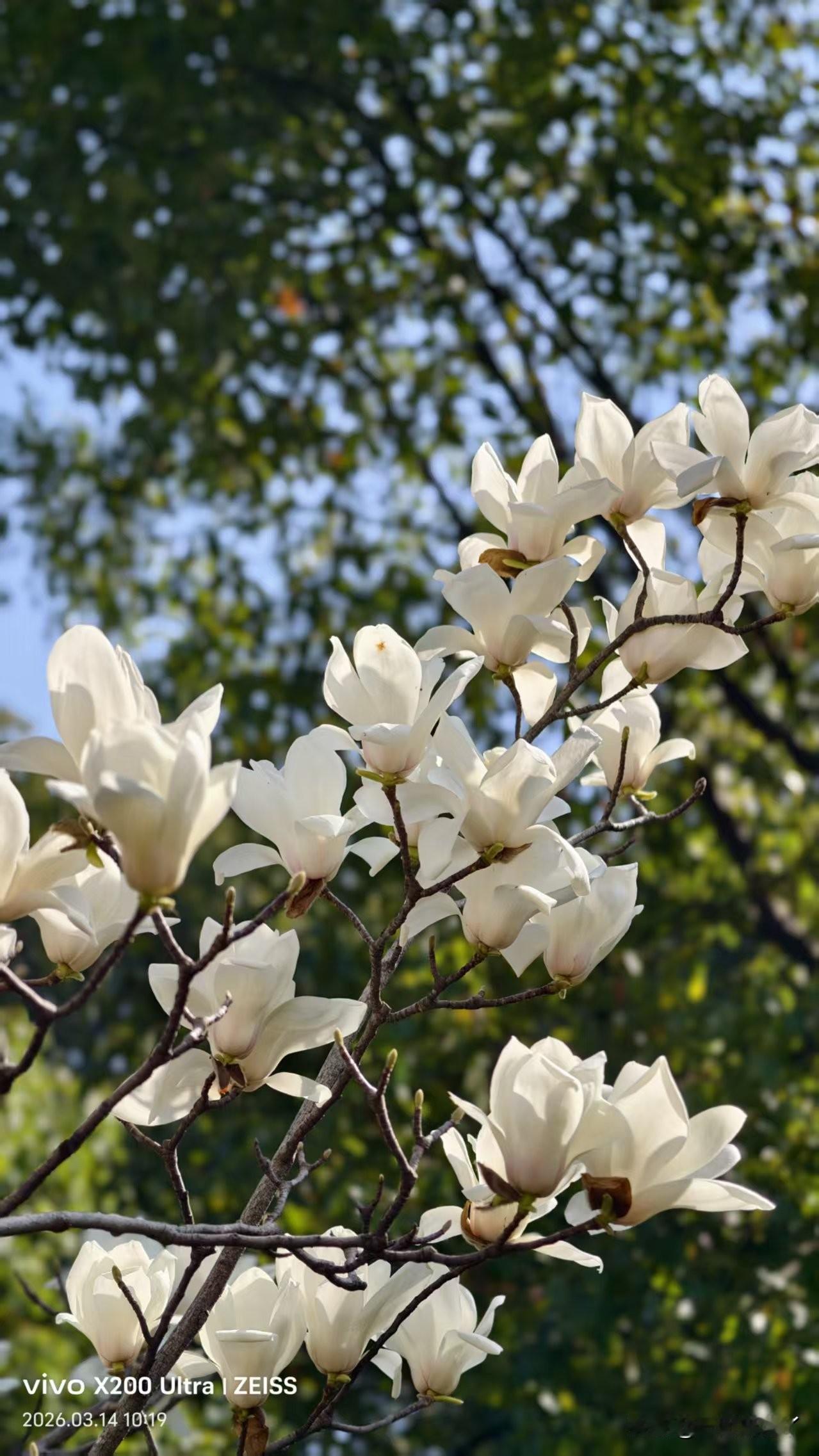 麻团儿去南京参加同学聚会了。
芜湖到南京坐高铁只要30分钟，二等座票35块钱。