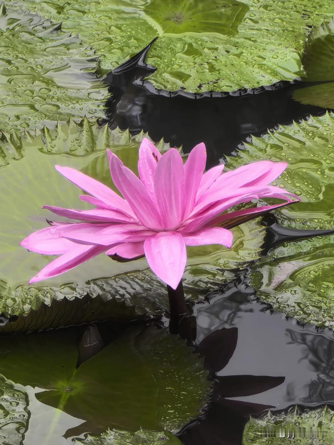 蒹葭苍苍 白露为霜
所谓伊人 在水一方

白露沾草叶
秋光浸水间

风始凉，秋意