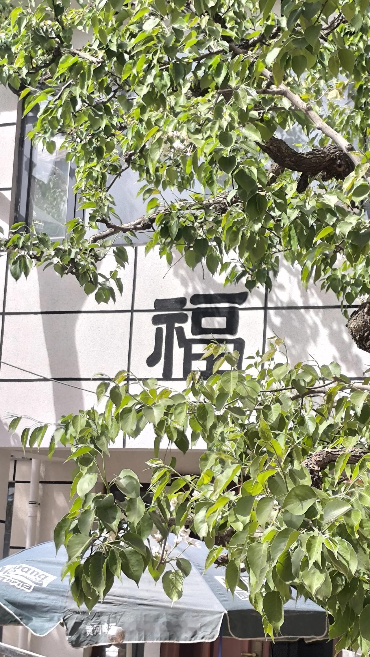 今天又去了一趟梨园，上次来还早，花没开，只有密密花苞和少许花，留了遗憾。这次听说