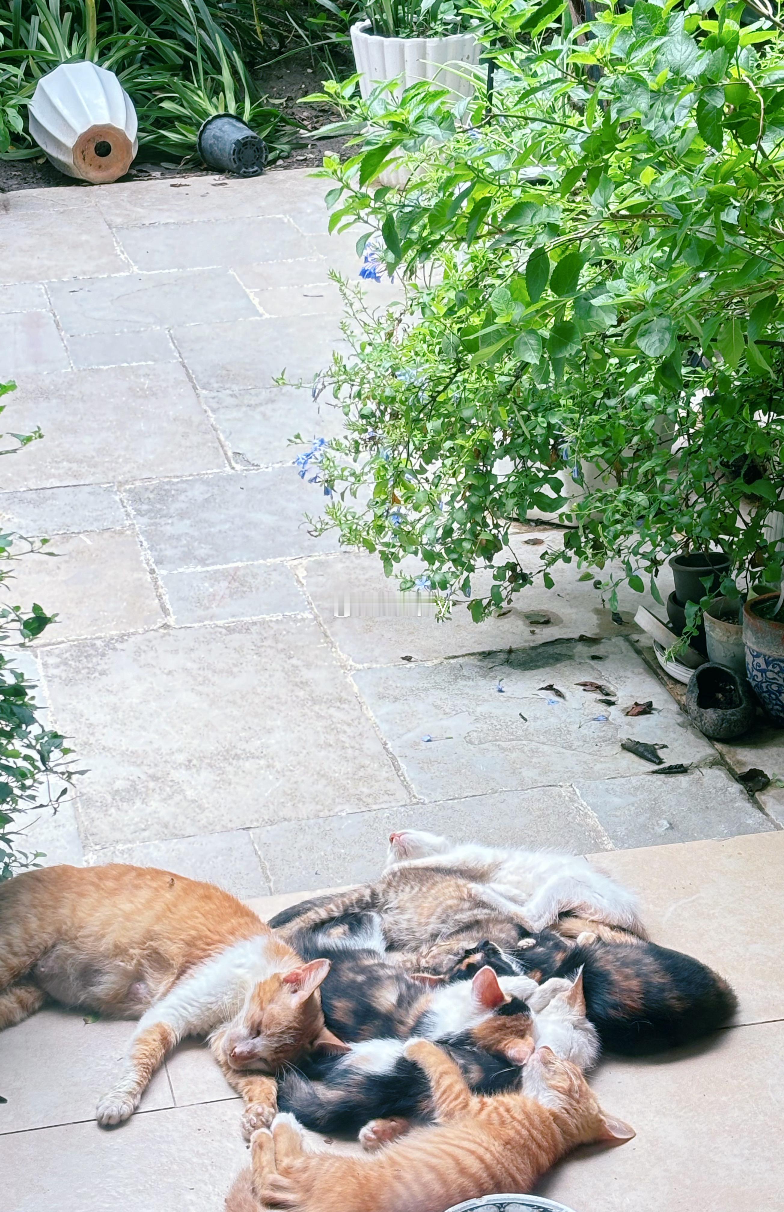 春天过后，流浪猫太多了，这一窝新过来的，这只以前偶尔来吃猫粮橘猫妈妈生了6只小猫