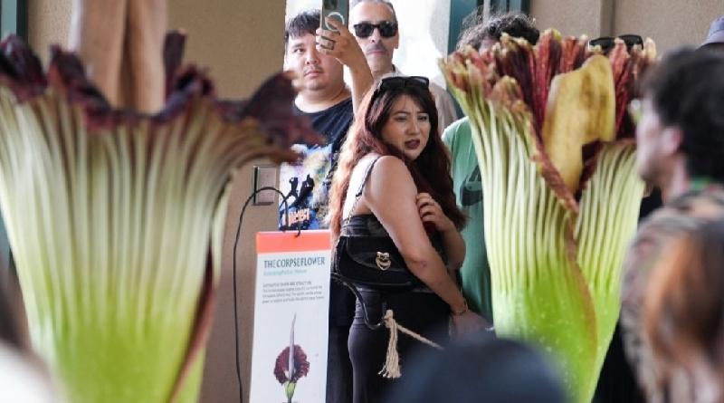 美国加州亨廷顿植物园2株「尸花」罕见同时盛开，吸引超过7000人争相参观，体验那