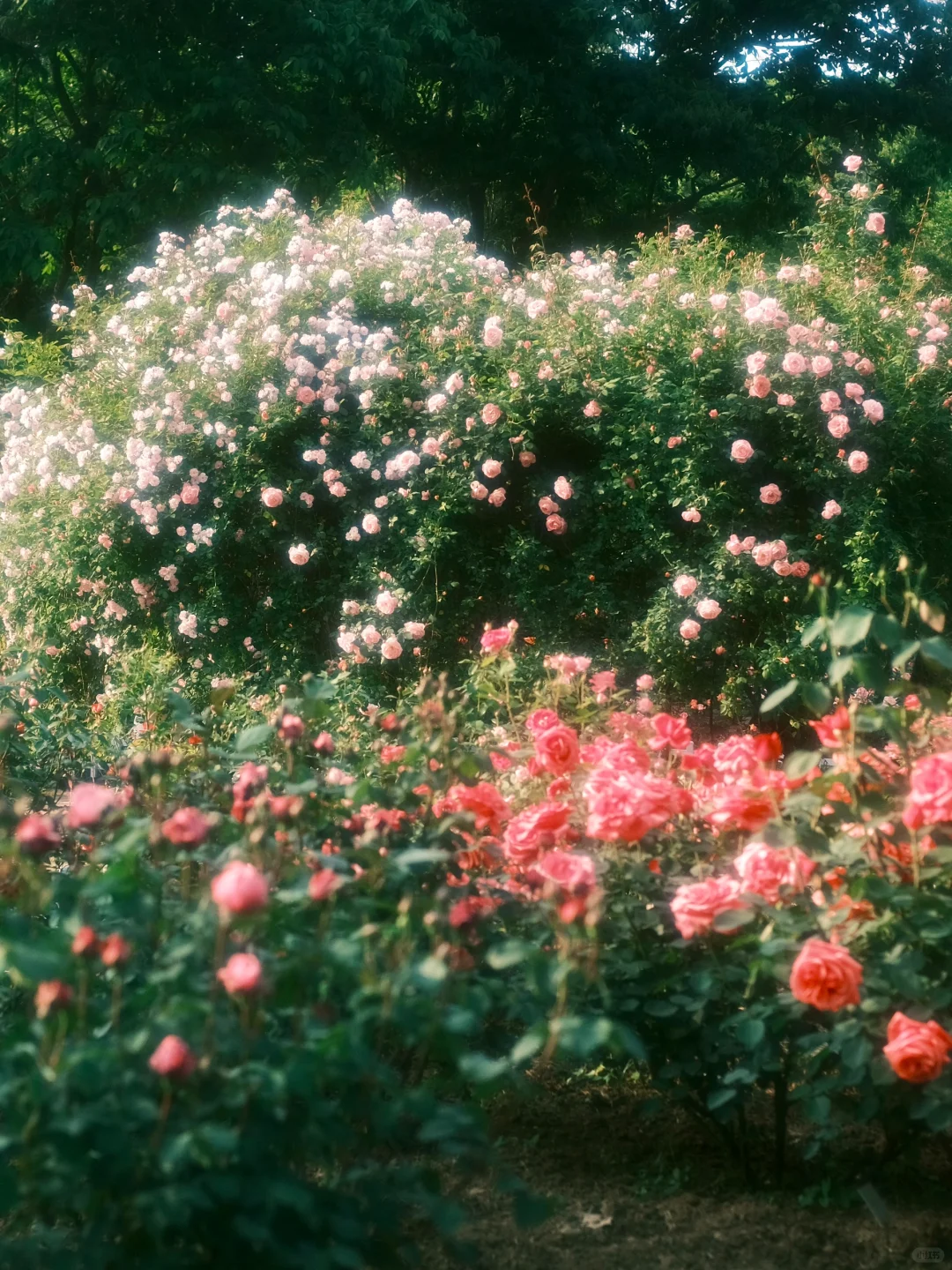 “𝓡𝓸𝓼𝓮 𝓸𝓯 𝓛𝓸𝓿𝓮𝓻”
