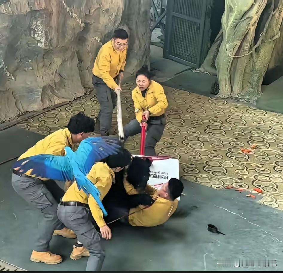 杭州动物园的“熊孩子”上热搜了！小黑熊竟在同伴表演时抱摔饲养员，现场一片惊呼。好