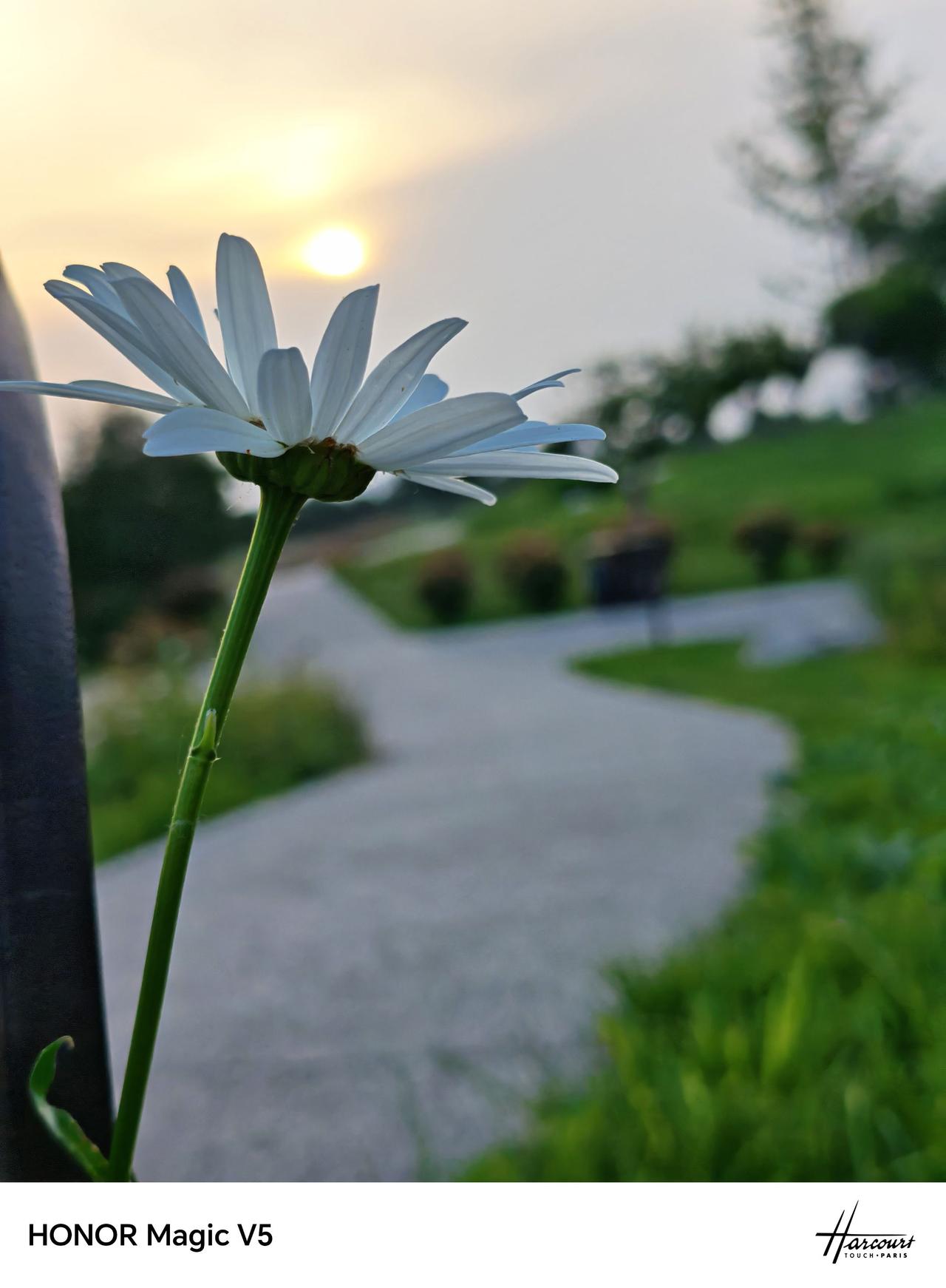 夕阳的余晖洒在雏菊上，仿佛为它披上了一层金色的纱衣。这朵孤独的花儿，在微风中轻轻