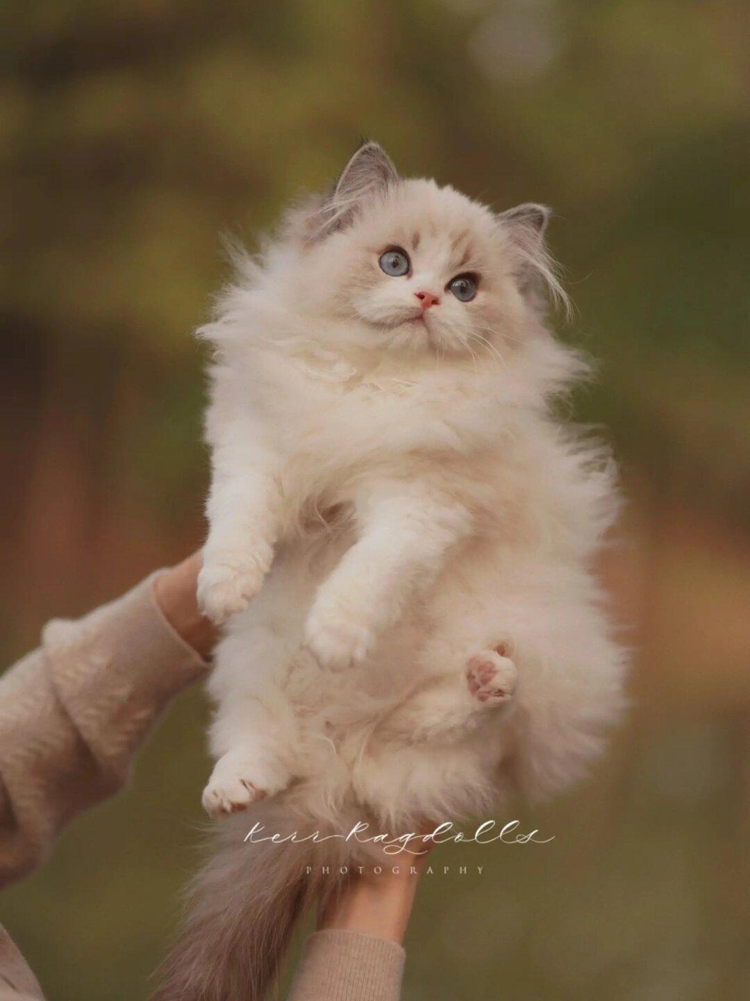KERR猫舍｜谁家的大眼萌娃这么好看☺️