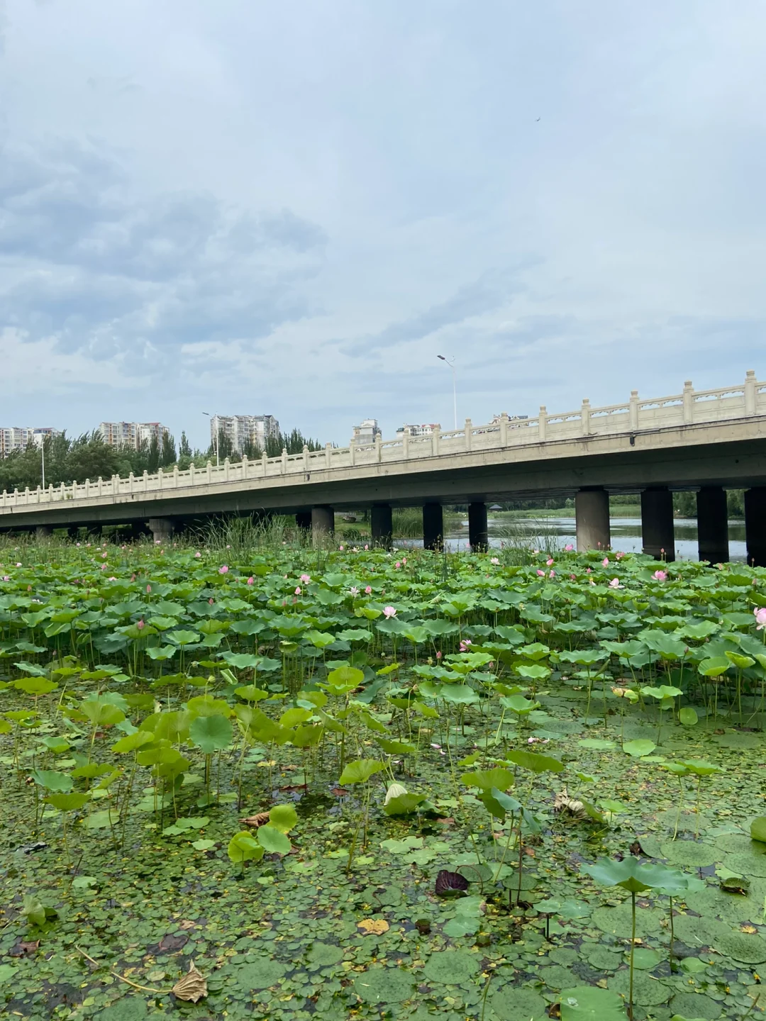 沈阳1500平方米荷花盛开❗就在市中心！太美啦