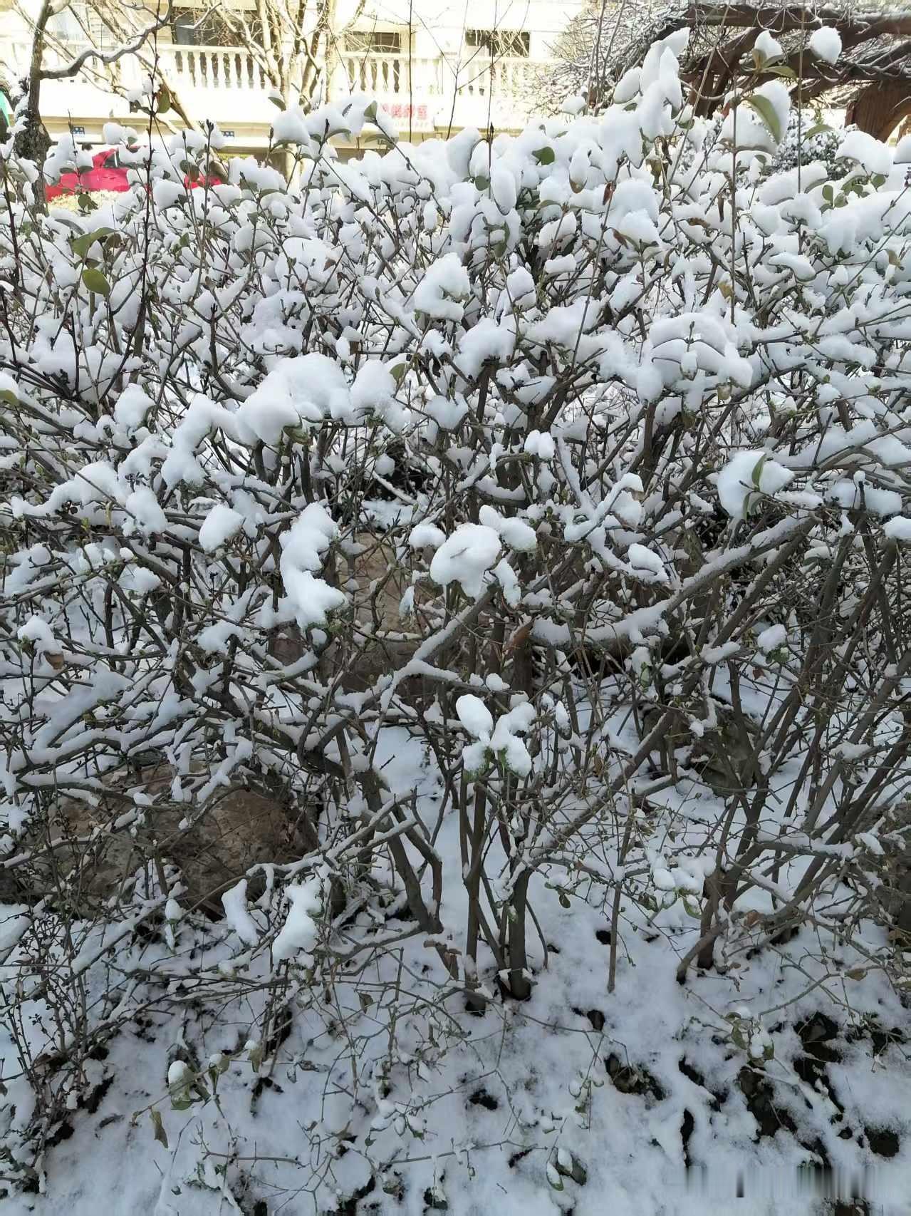 春天百花盛开，冬季雪花飞舞！