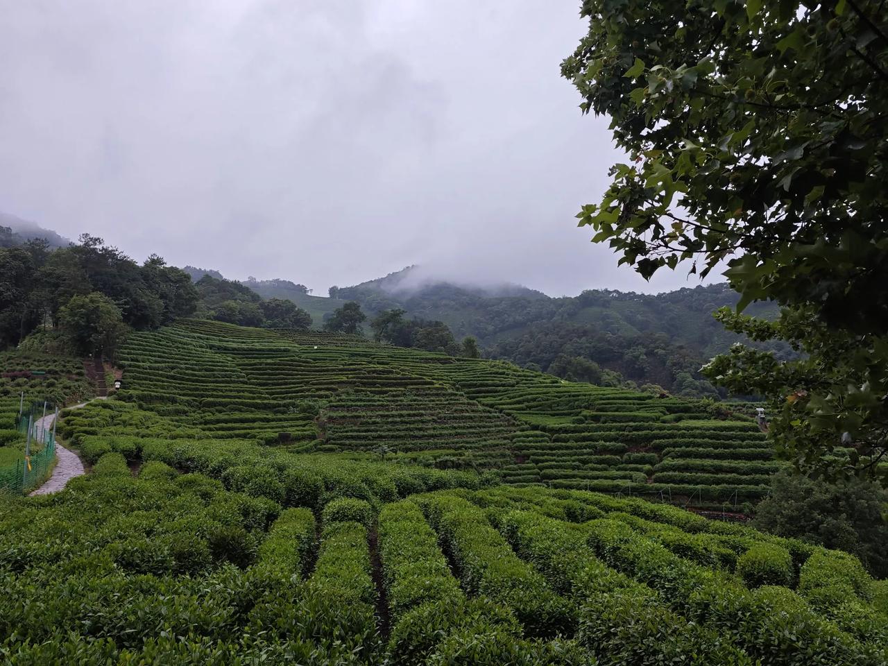细雨下的九溪烟树绝对值得去看看，溪水潺潺，云雾缭绕，白墙绿瓦，漫山茶园构成一副经