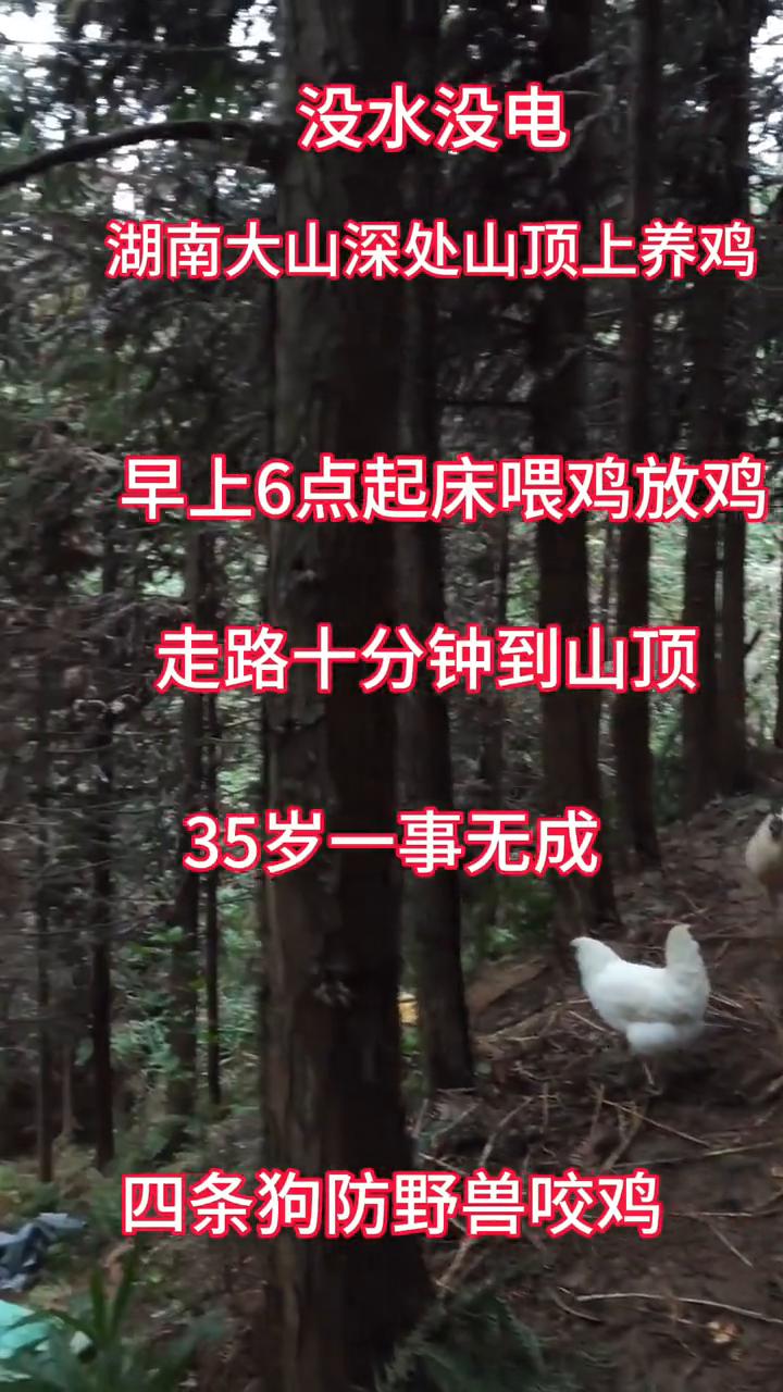 没水没电，湖南大山深处山顶上养鸡，早上6点起床喂鸡放鸡，走路十分钟到山顶，四条狗