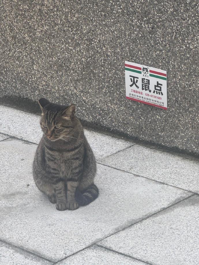 这是真正的灭鼠点！ 