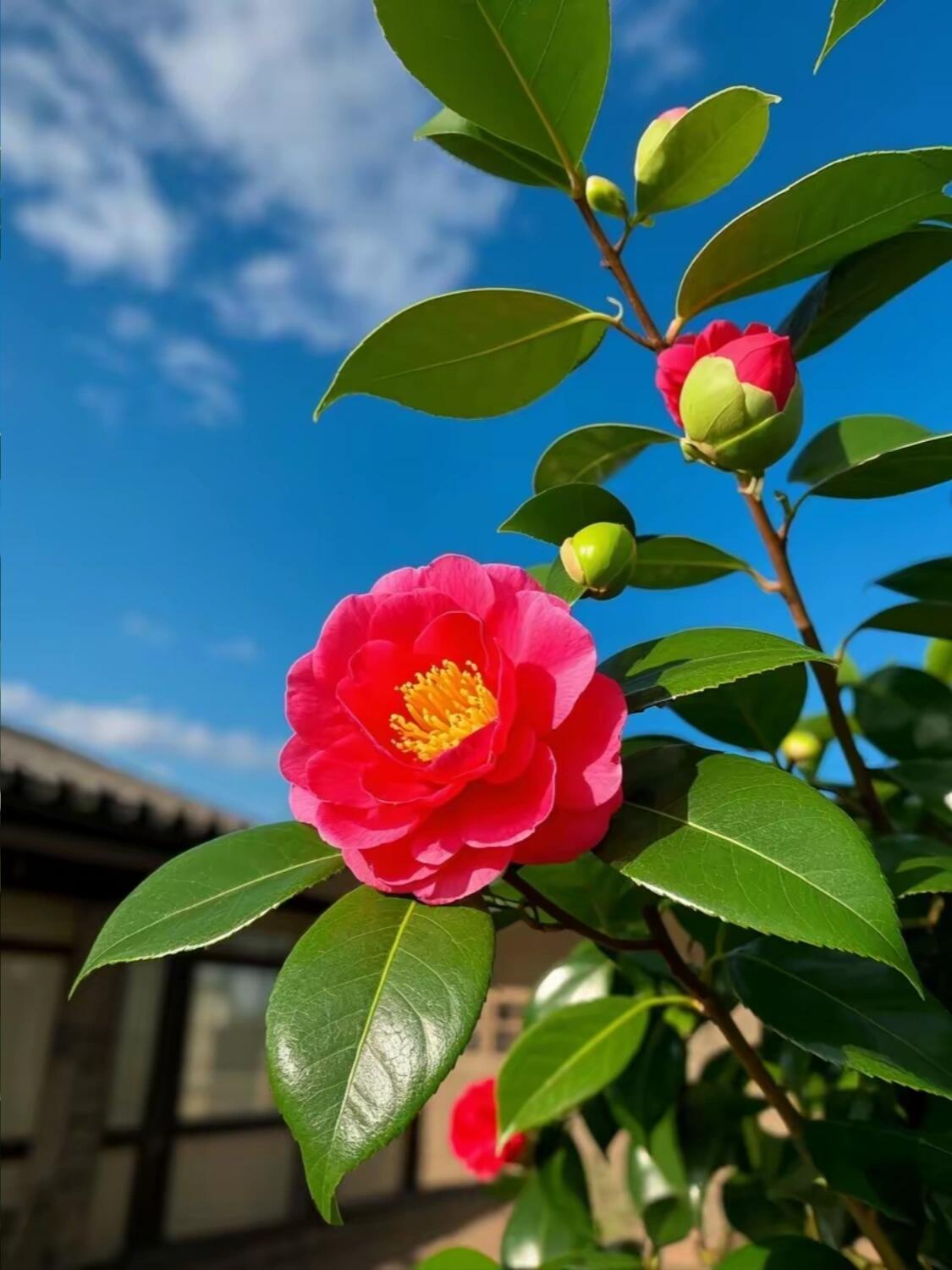 看看我拍的花｜温柔山茶花
 
随手拍下春日里的山茶花，真的太治愈啦～
艳红的山茶