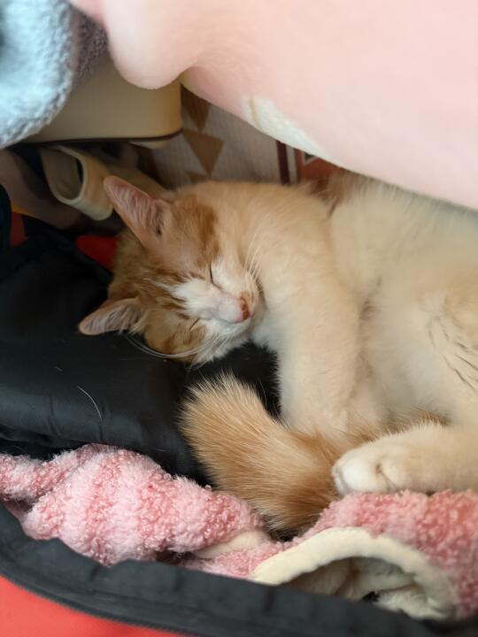 小猫睡觉 像个小手办 .