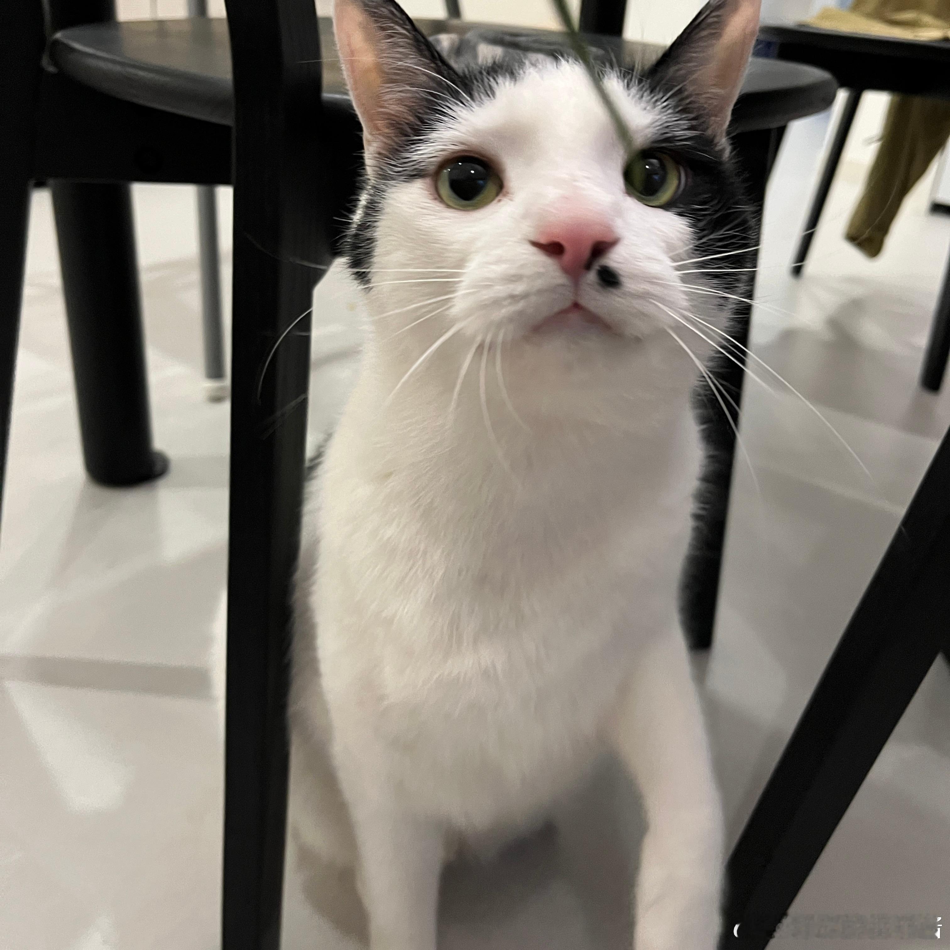 早上好[干饭人]#喵趣横生##记录猫咪日常# ​​​