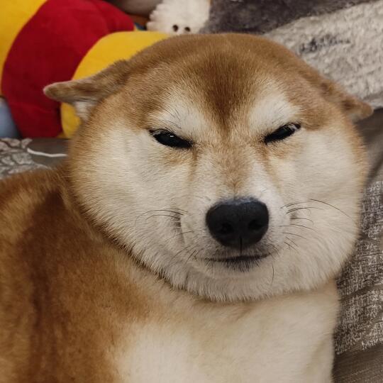 你们嚎，我债睡觉