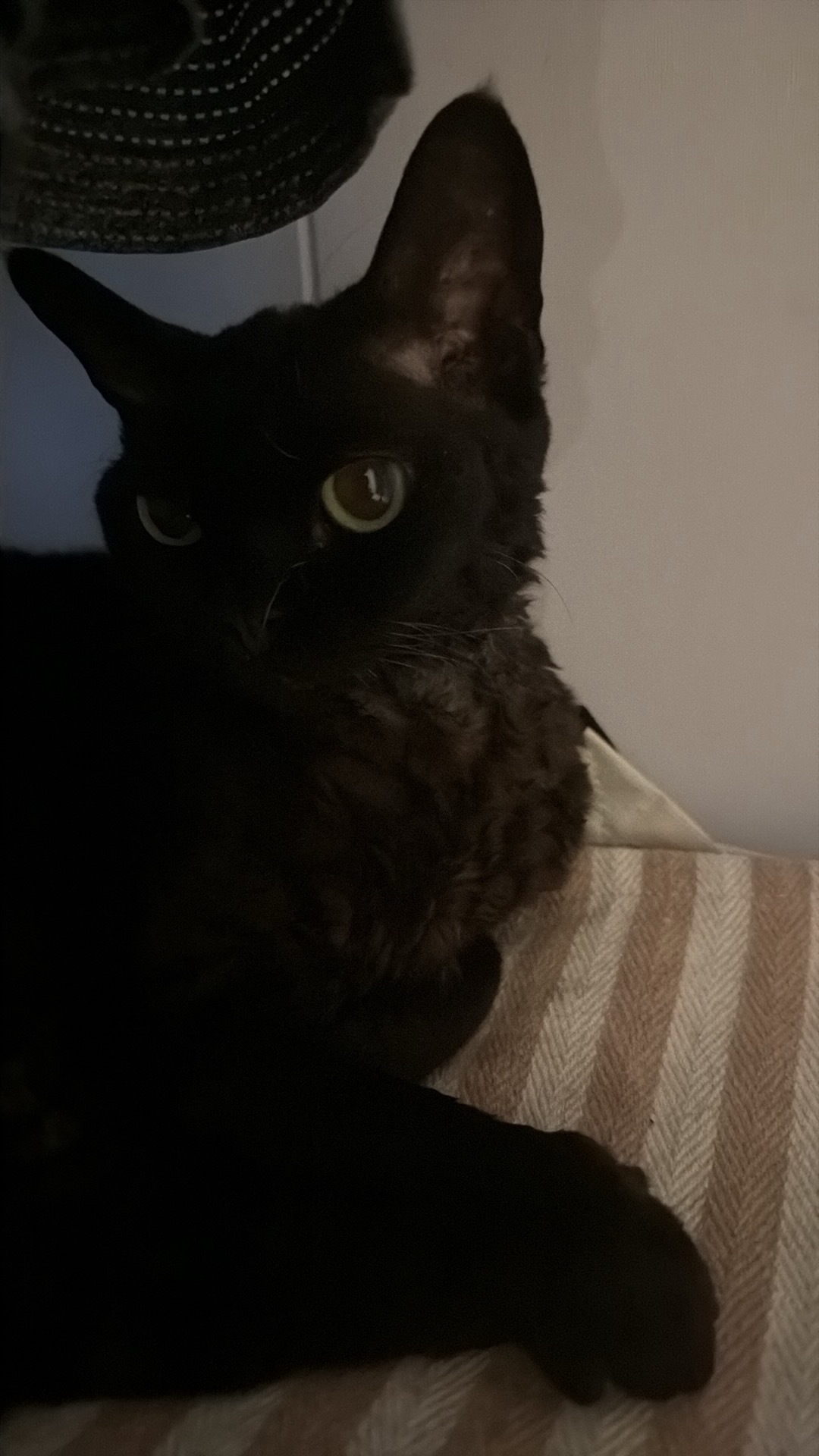 每天就知道发她那小猫 
