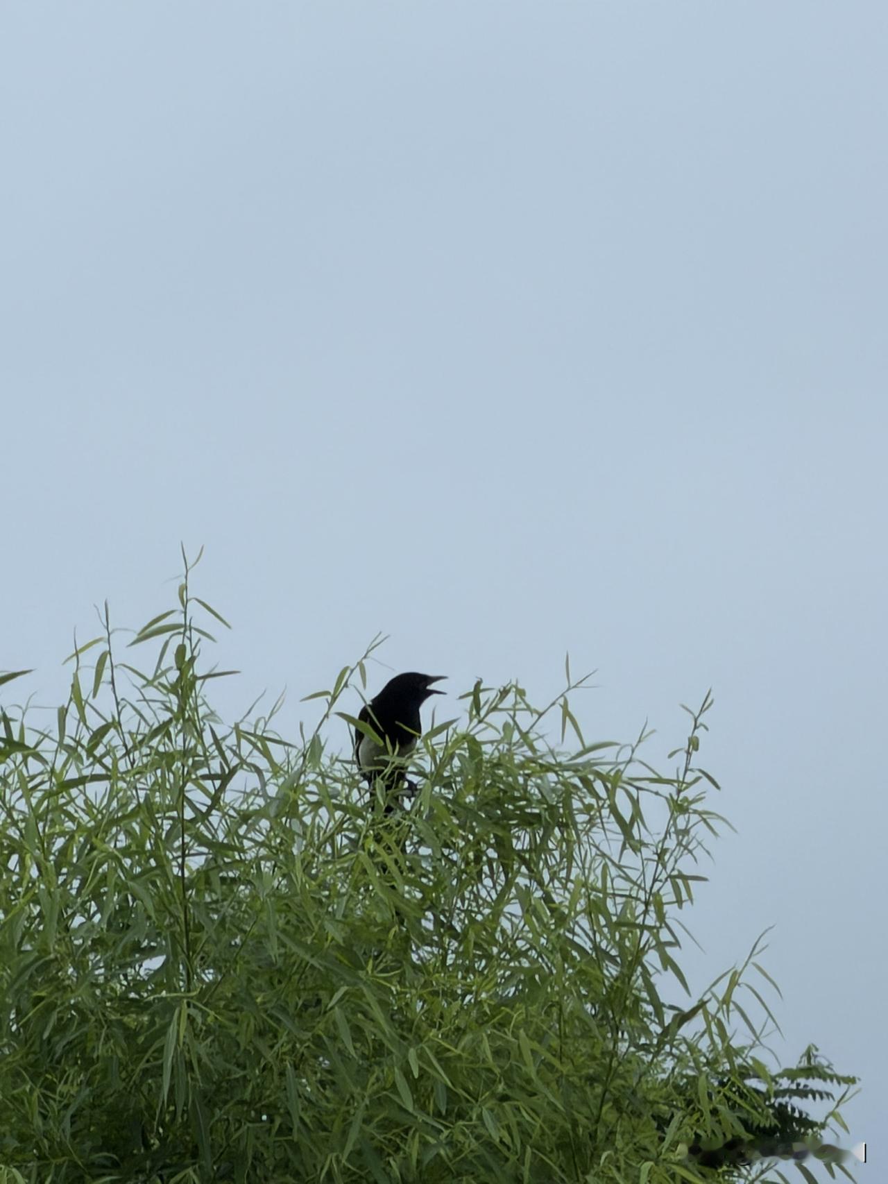 晴雨

风吹林叶晓烟深，簌簌枝头鸟影沉。
溪雨空来花滴翠，乌云自散岭镶金。
泥沾