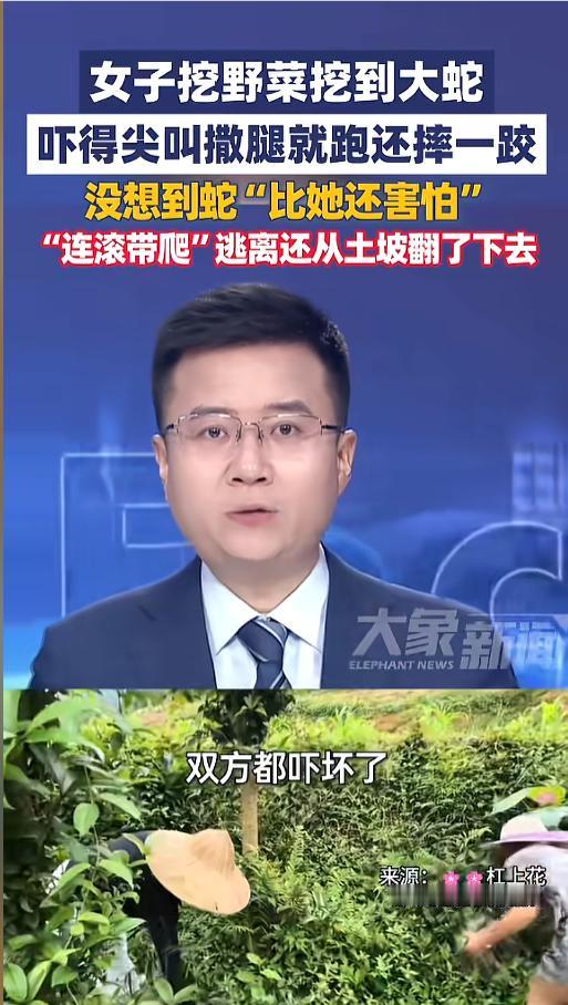 “都被对方吓了一跳！”近日，四川，一女子和朋友上山挖野菜，挖着挖着就挖到了一条大