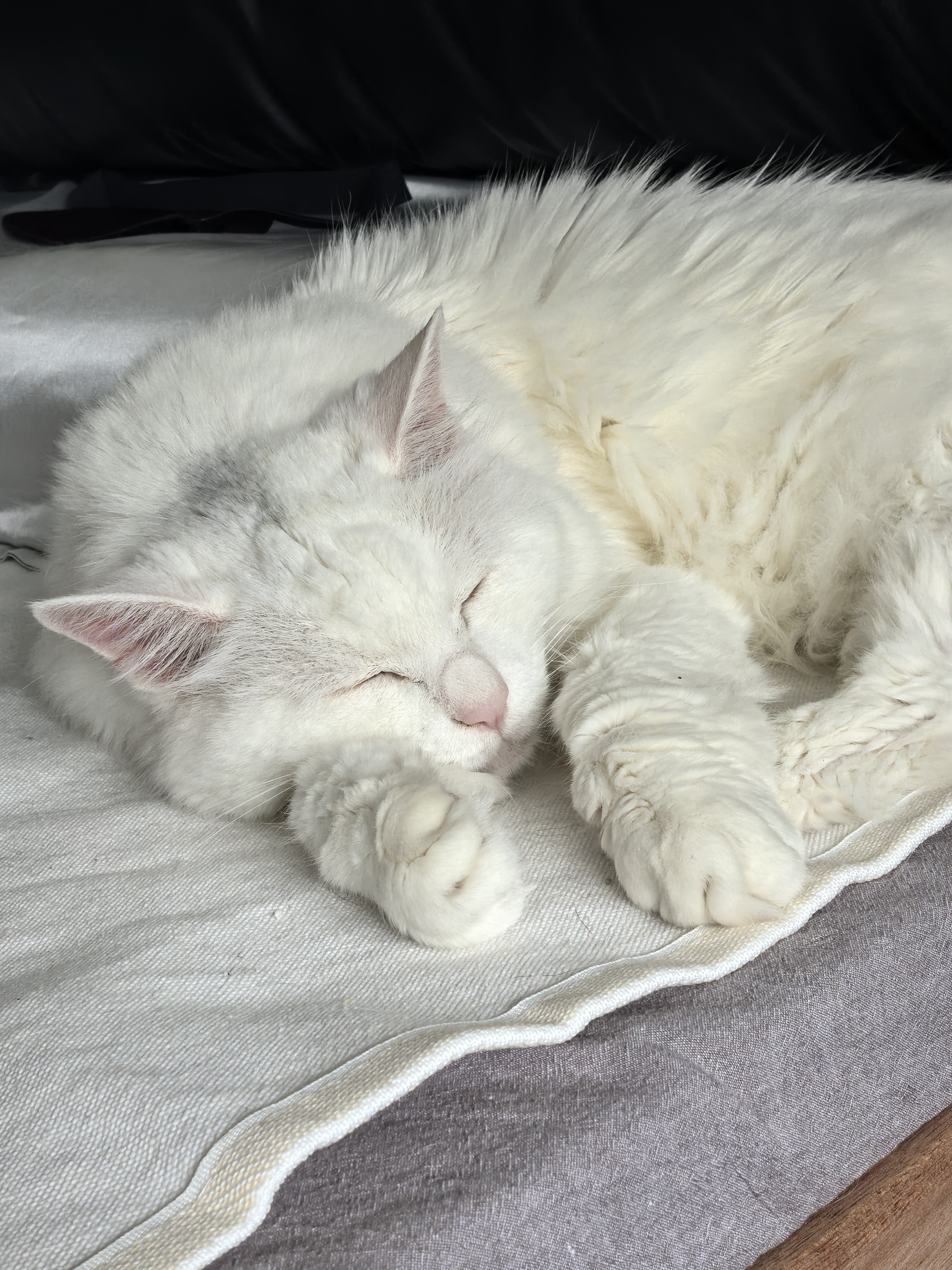今天也是睁眼枕边有小猫的一天