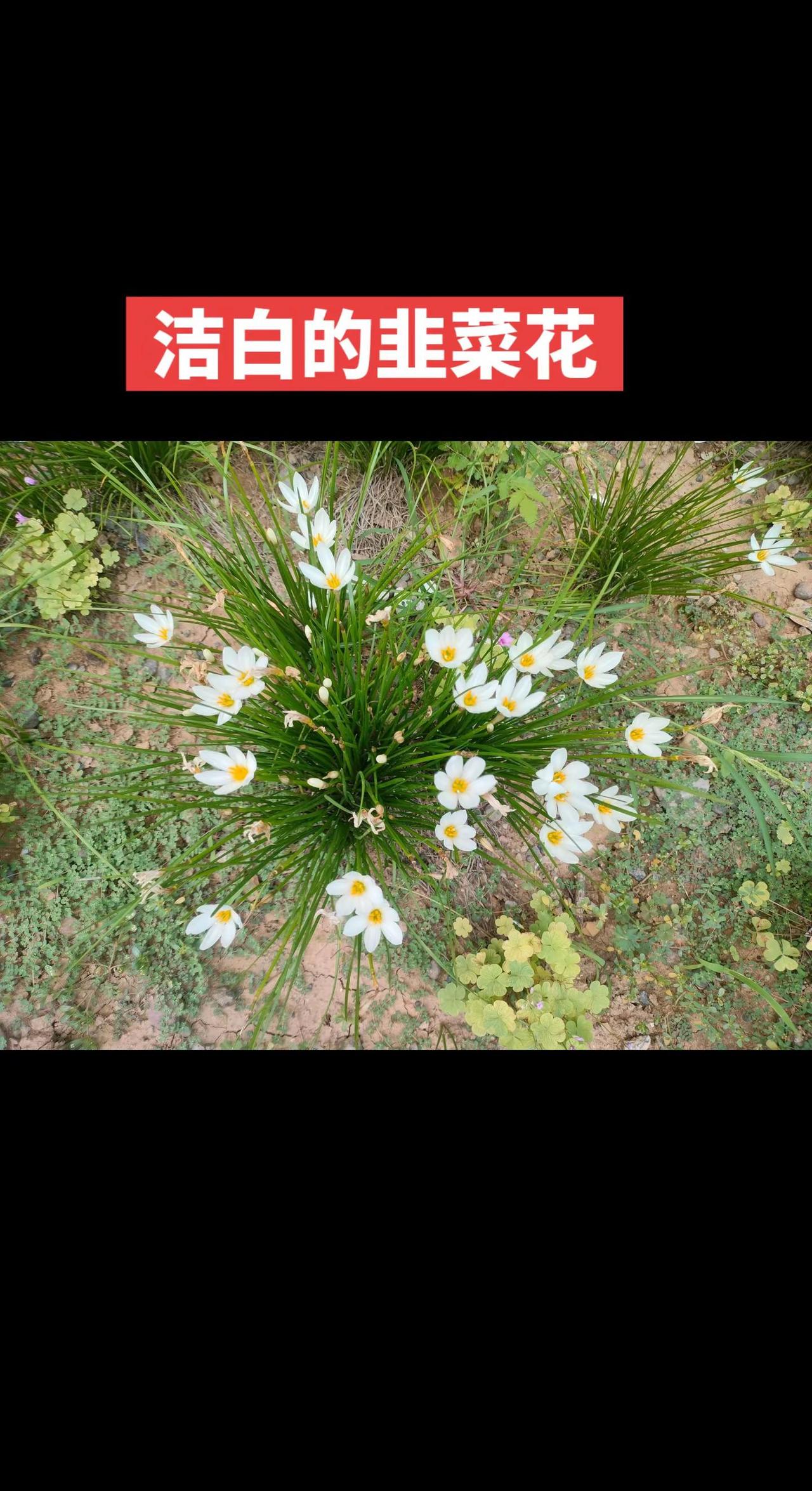 韭菜花都不认识，还嚷嚷着回农村干什么？野花随手拍 开满小花的草地 自然风花草 野