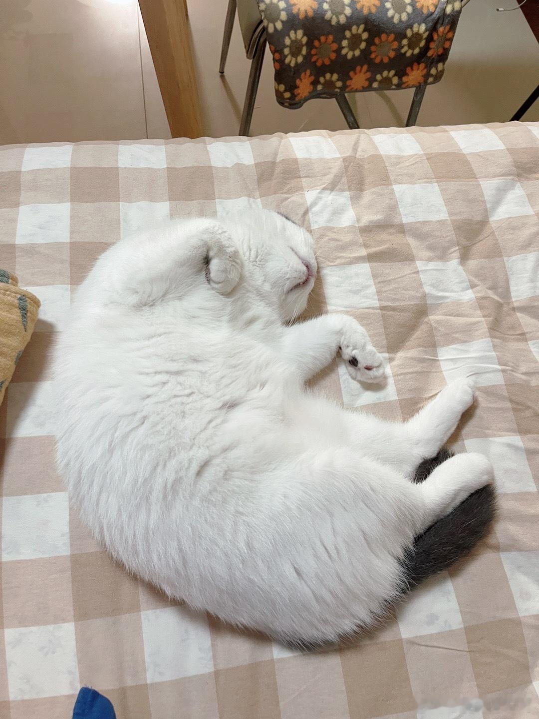 看到我的小猫幸福，我就感到幸福[抱一抱] ​​​