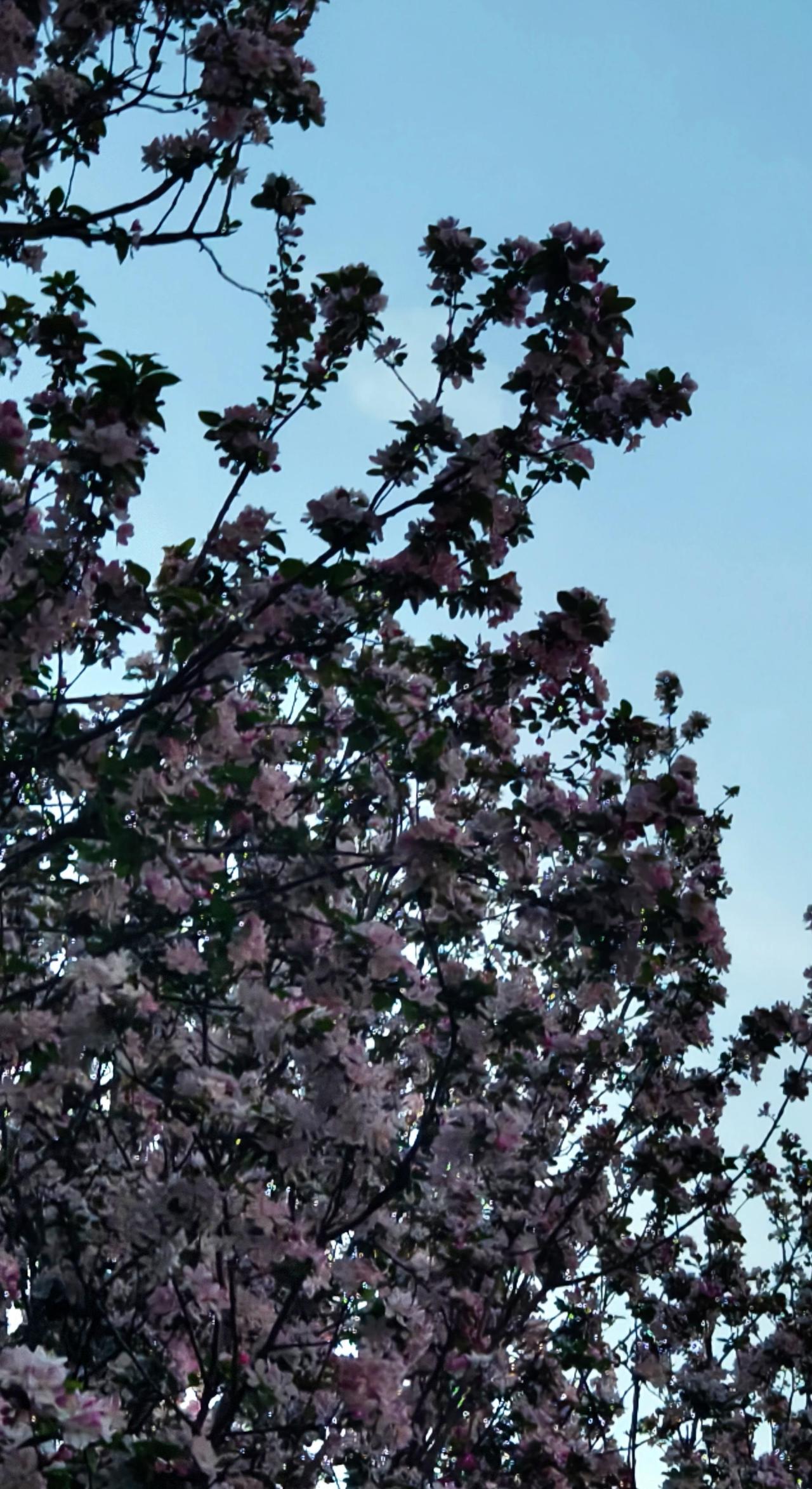 蓝天花树 蓝天下的红花树