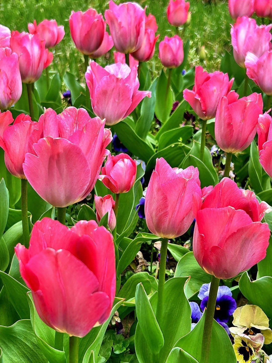 交换春天请你看宁波日湖公园郁金香 交换春天‼️请你看2.26日湖公园郁金香🌷绝