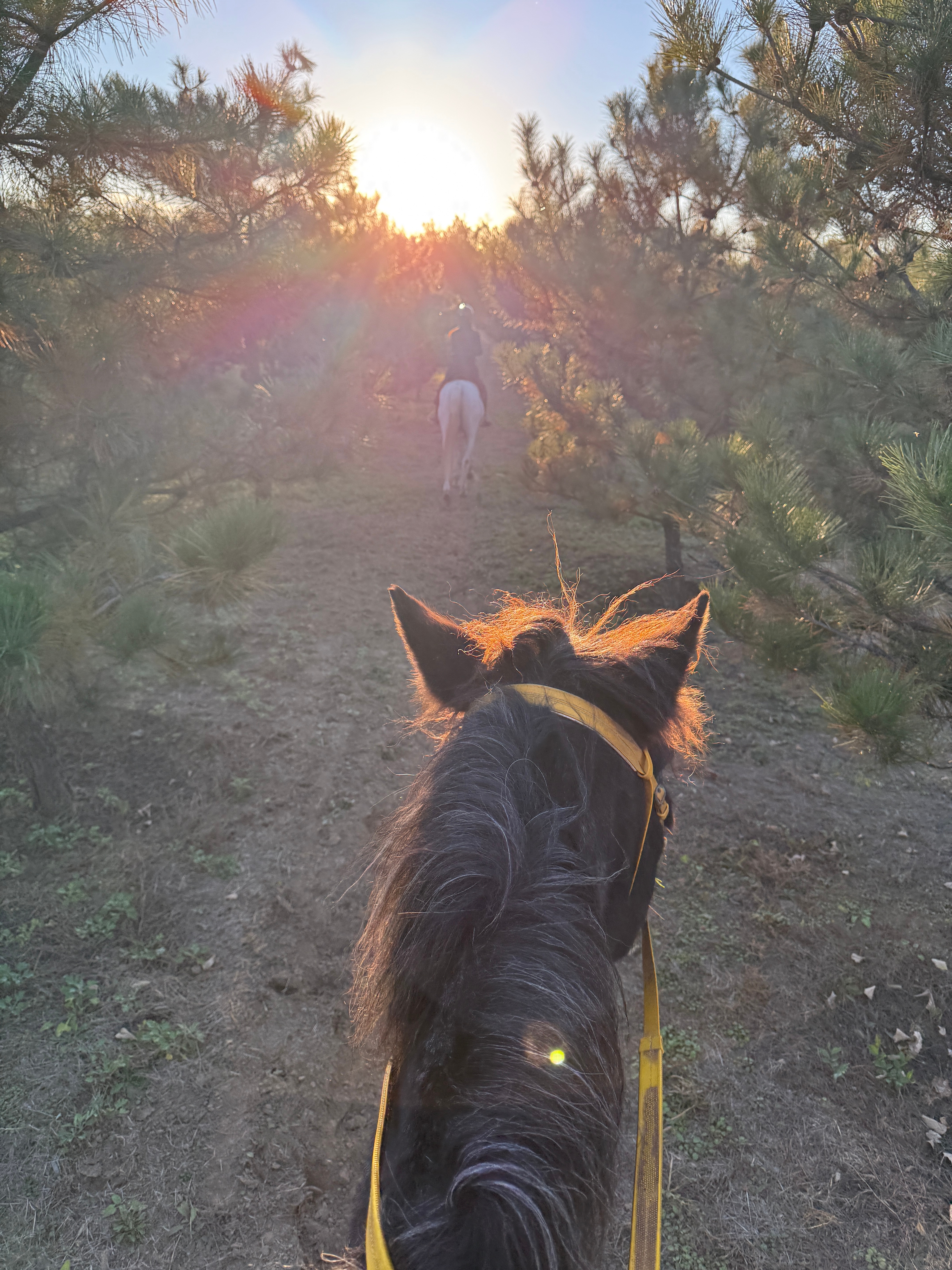 【纽北轻量化计划二周目4/50】【79.5/80KG】昨天夜宵没吃，今儿身轻如燕