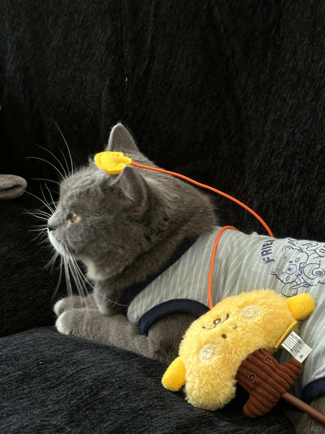 猫咪玩具分享｜小猫咪今天头顶元宝啦