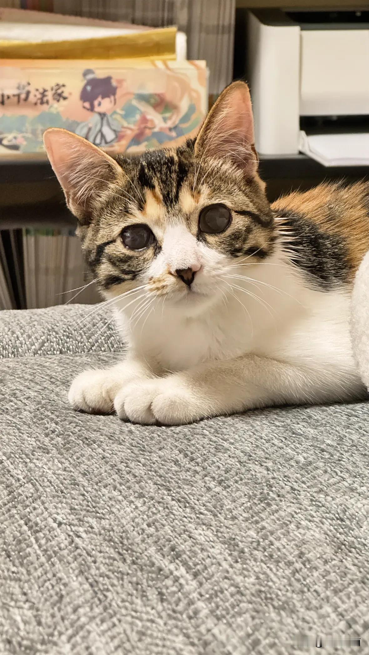 收养了一只流浪猫，一只可爱的小彩狸猫，眼睛是有问题的，据救助人说生病了自愈后遗症