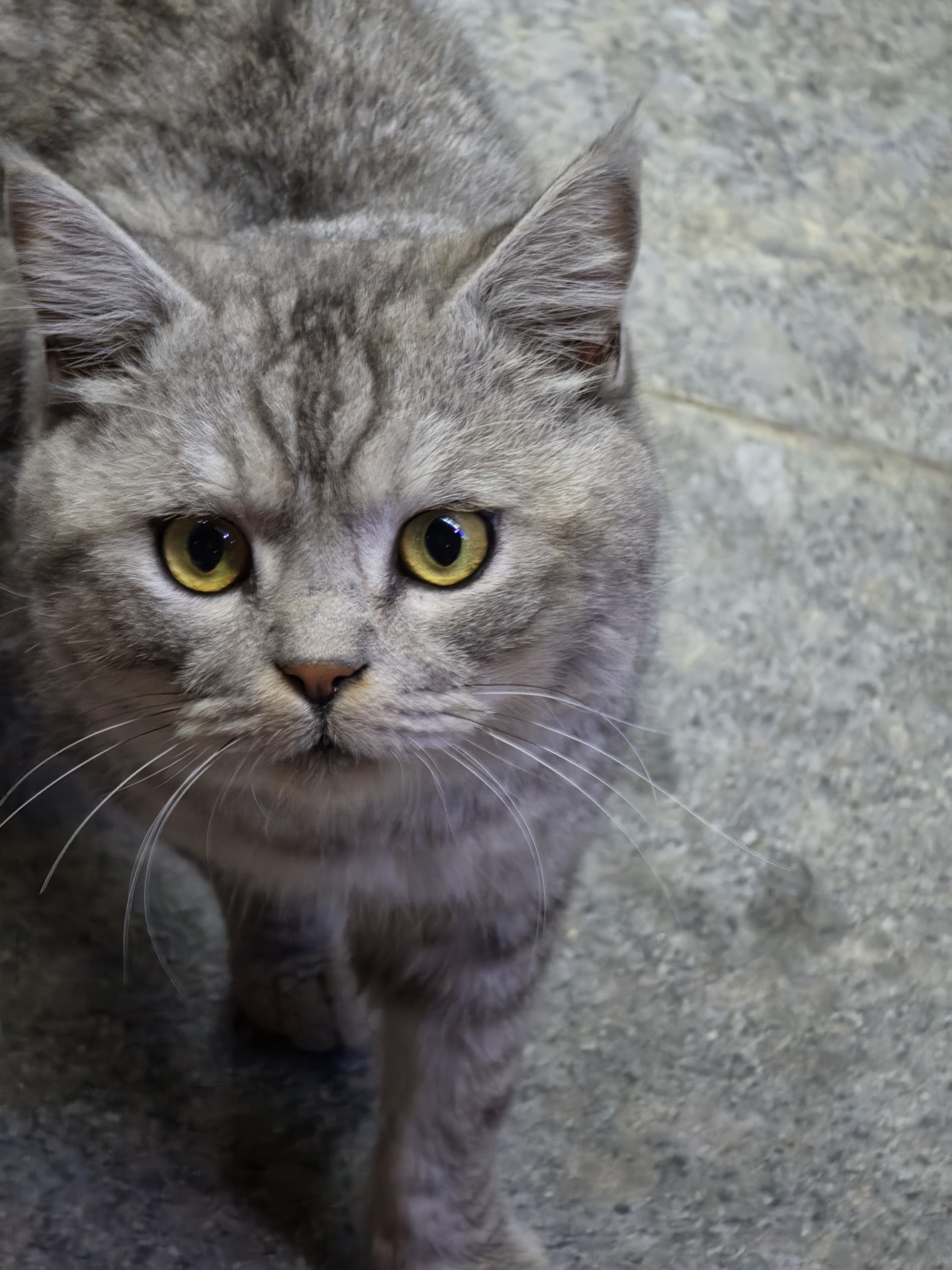 这是一只流浪猫，无人收养，我要不要抱回家？ ​​​