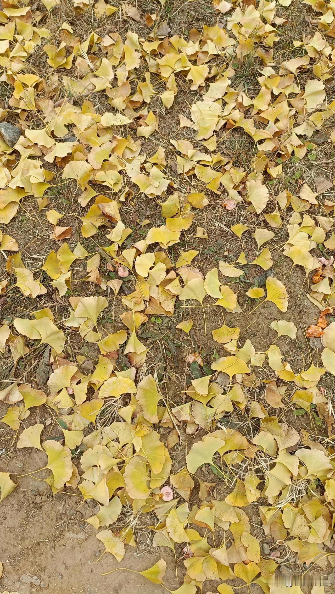 年龄越来越大，记忆越来越差，真不是说说的。

      中午一点多去上班。到单