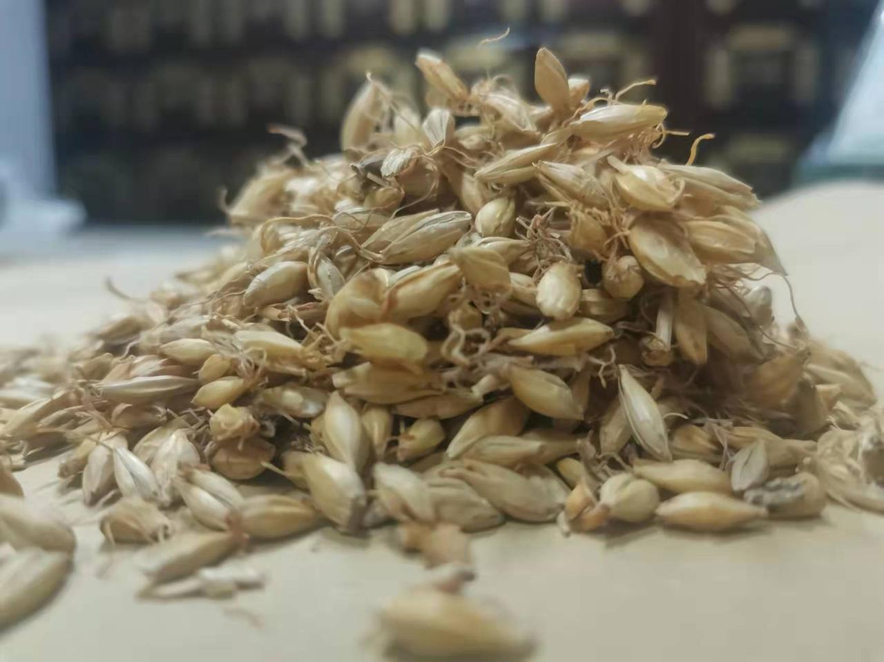 我给土郎中挑了3个多月的水，他传授我一张用1斤生麦芽治胆结石的方子，凭借此方，我