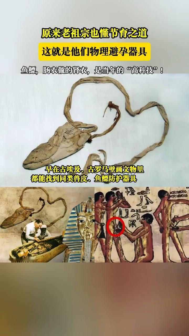 原来老祖宗也懂节有之道，这就是他们物理避孕器具。
鱼鲸，肠衣做的肾衣，是当年的"