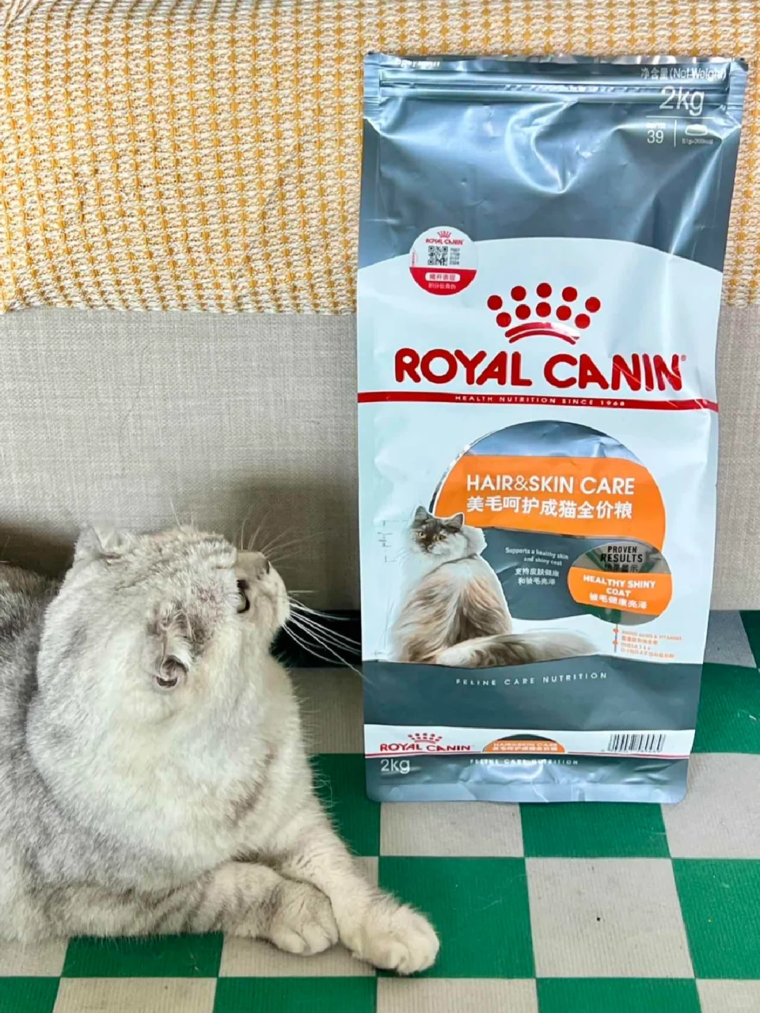 猫咪美毛大作战❗️吃出漂亮小猫咪🐱