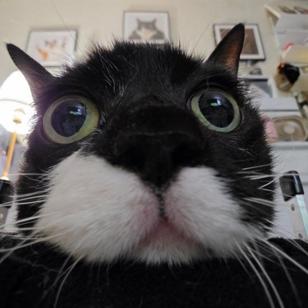 周末猫猫一些动物