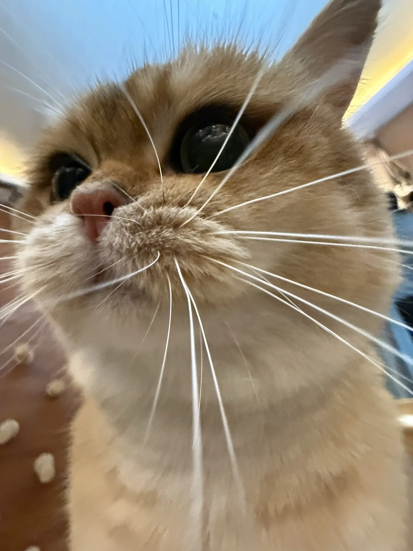 泥嚎，我系珠珠呀～