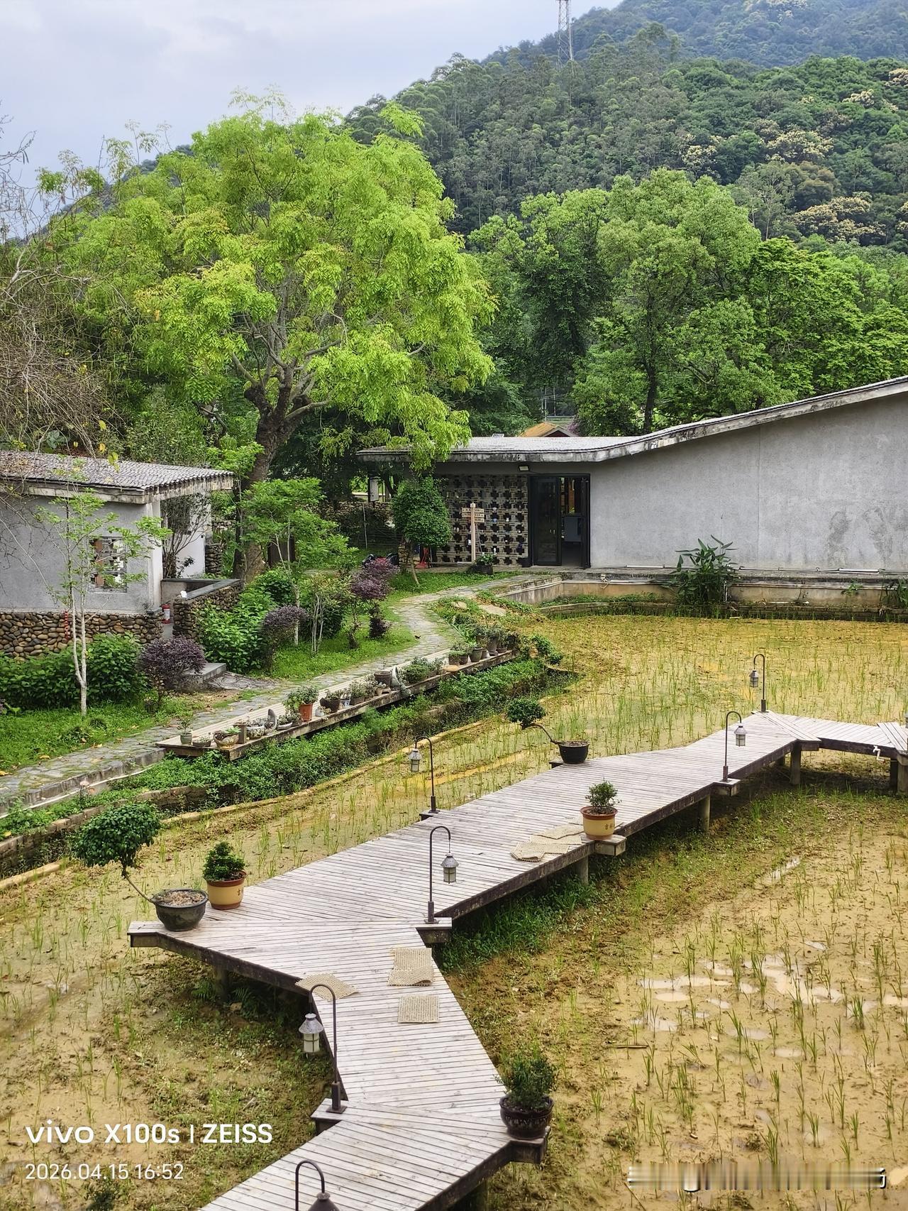 今日身份：茅草房住户+临时庄稼人
帮老乡插秧种稻，主打一个体验生活，主打一个累并