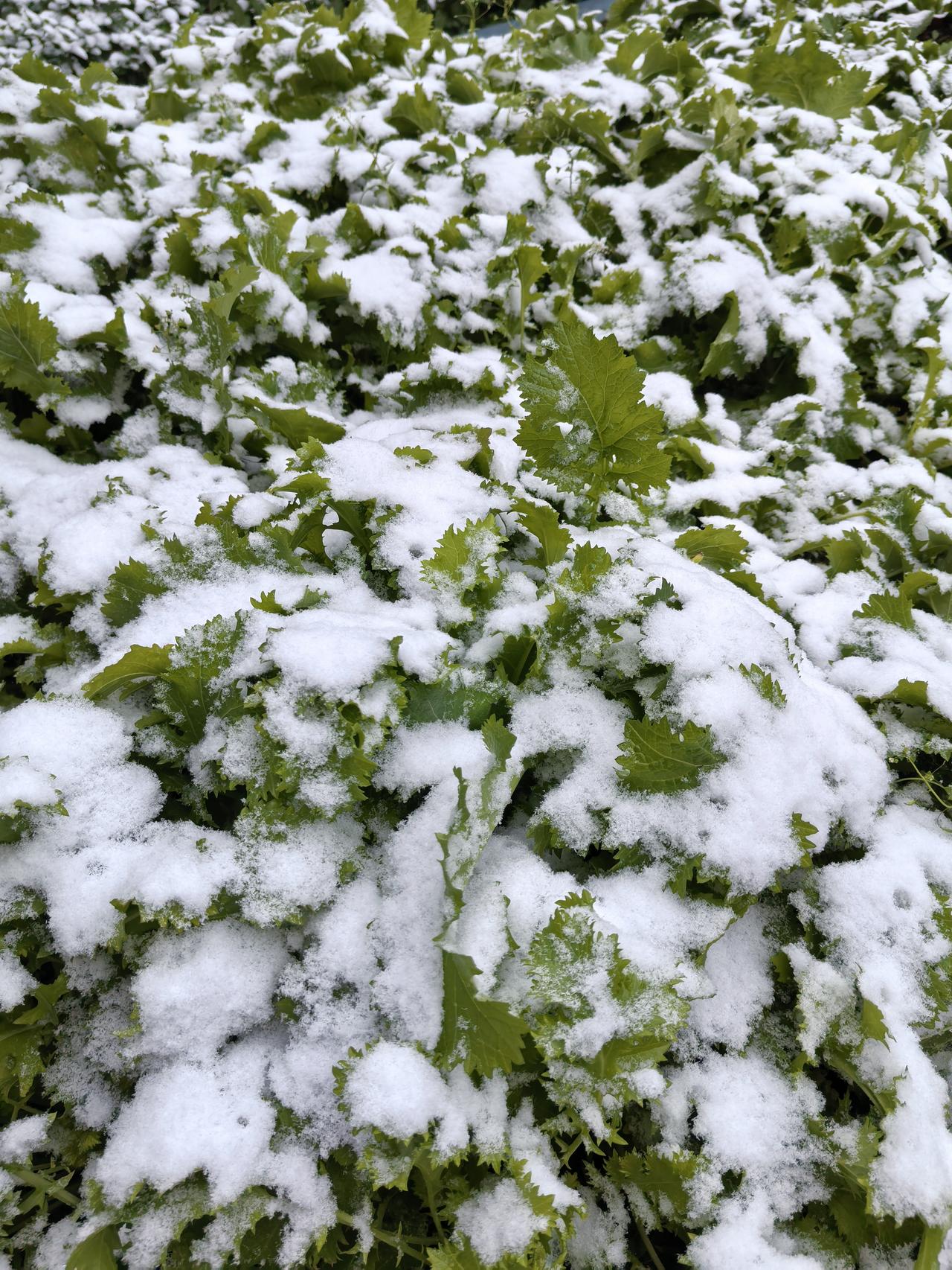 花高价彩礼给儿媳妇，还不如把孙子冠姓权分给儿媳妇，第一胎也好，第二胎也好，总归让