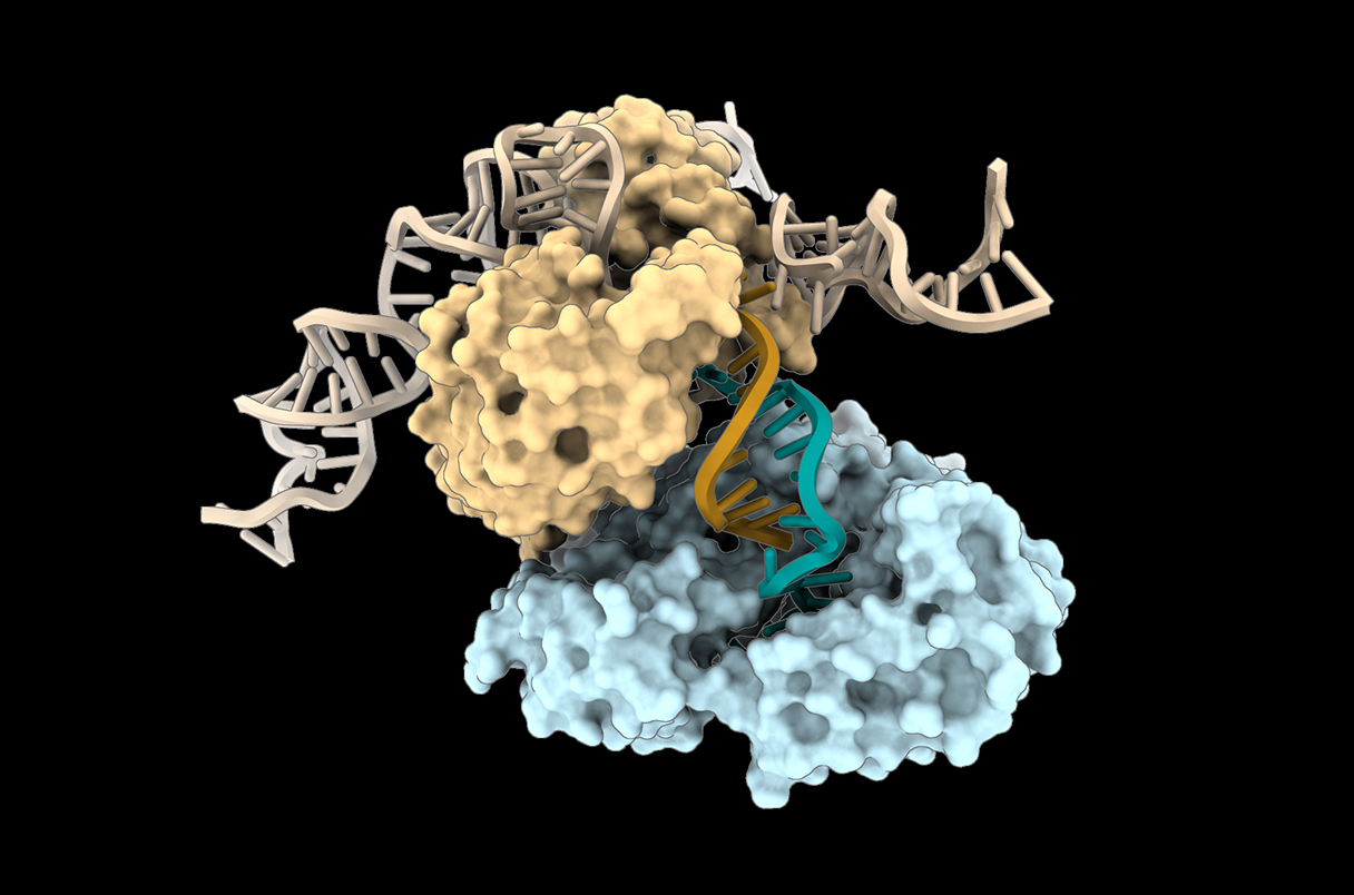 刚刚看了一篇发在最近一期 Science 上的研究（doi.org/10.112