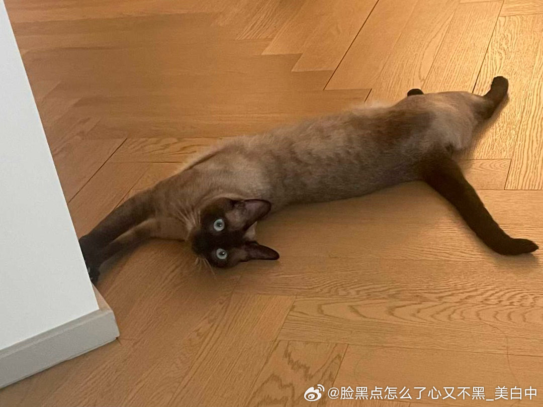 4147只黑脸躺着也要翘尾巴 