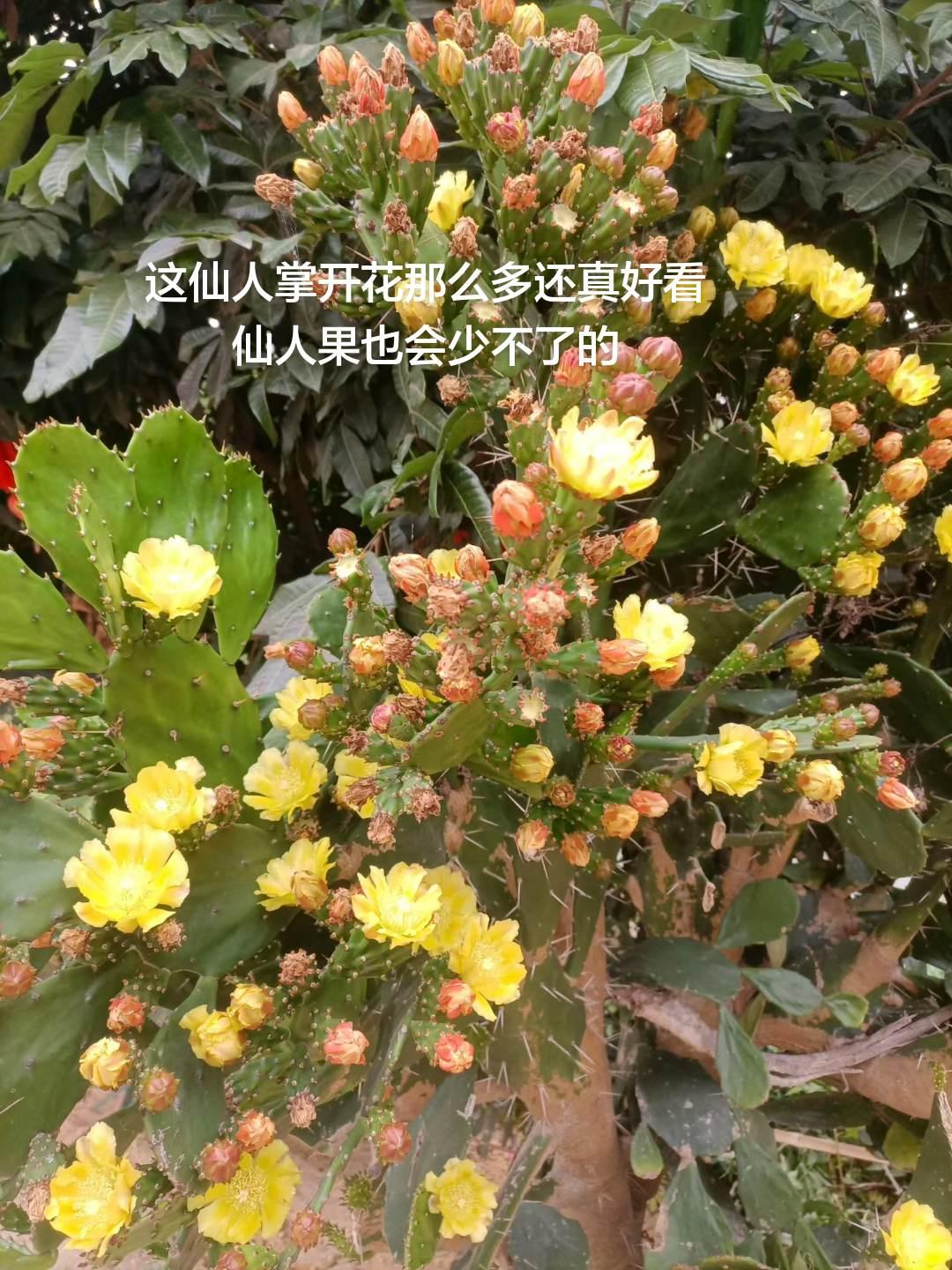 这仙人掌开花那么多还真好看
仙人果也会少不了的
农村生活