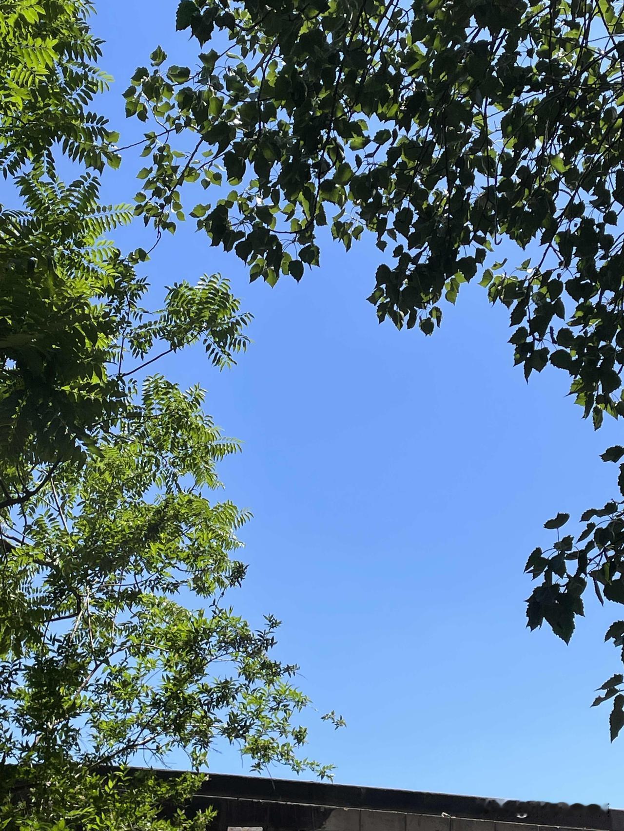 昨天一早天阴沉沉的，一天没晒成太阳。今天一早拉开窗帘，感觉阳光明媚。

中午11
