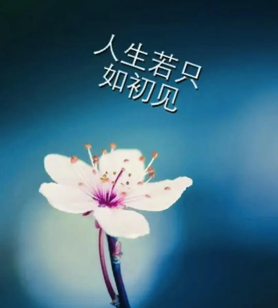 #你觉得最美的一句话或者诗词是什么#人生若只如初见，何事秋风悲画扇。