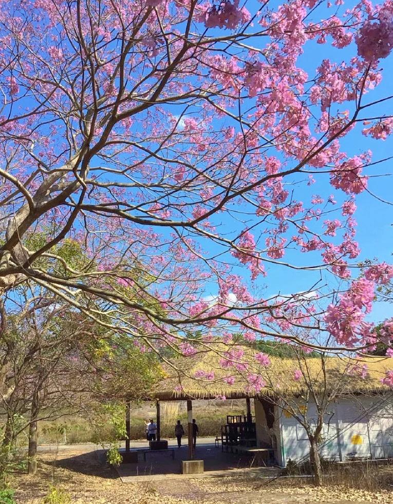 深圳1.5h到！华南蕞大樱花海🌸错过等一年
深圳的宝子们！别再盯着日本机票了