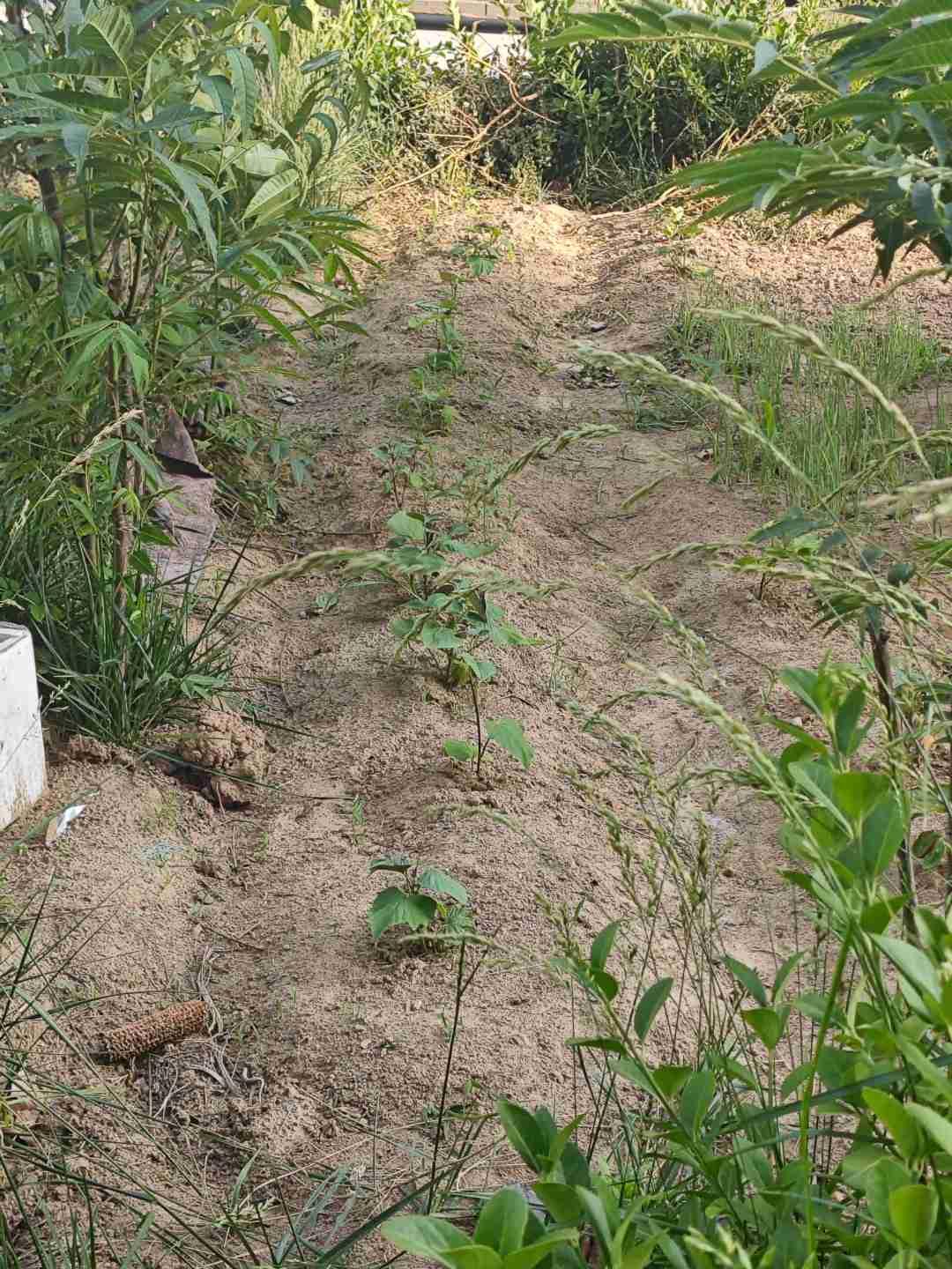 我的今日状态：😁轻松愉快
我这里的天气：☀️晴天
又是炎热的一天，而造成我热的
