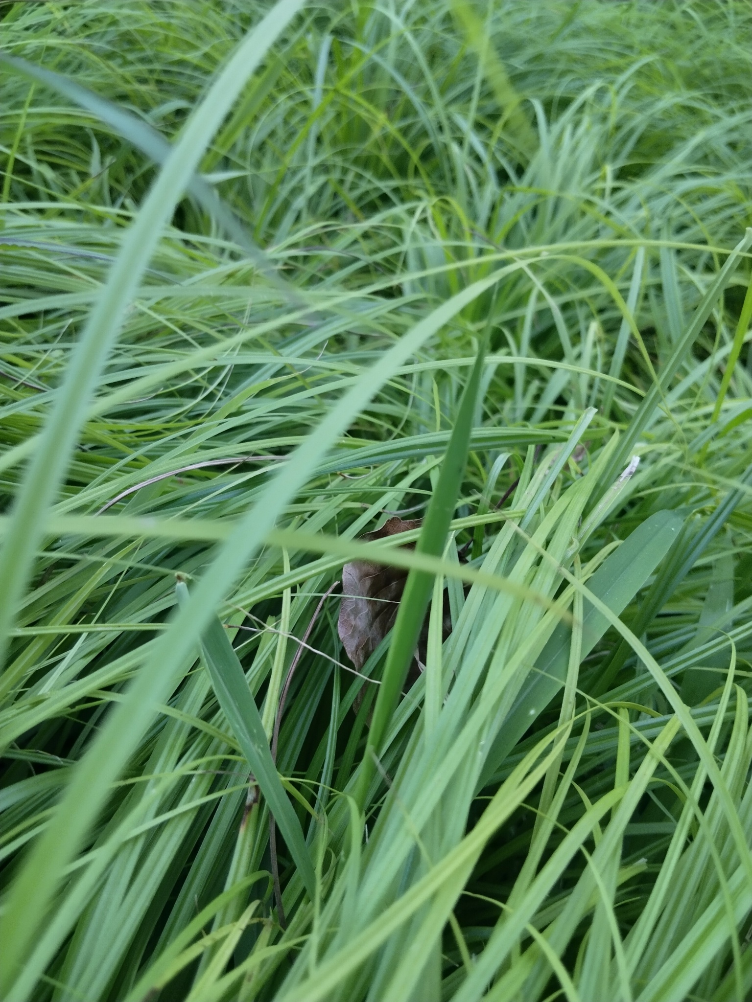 路边的野花。 路边的野花开得正旺，即便无人喝彩……摄影不凡 爱家的一万个理由 沐
