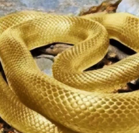 1975年，西安一老农挖地基，挖出一条大蛇，老农惊惧不已，刚要将它铲为两段，却发