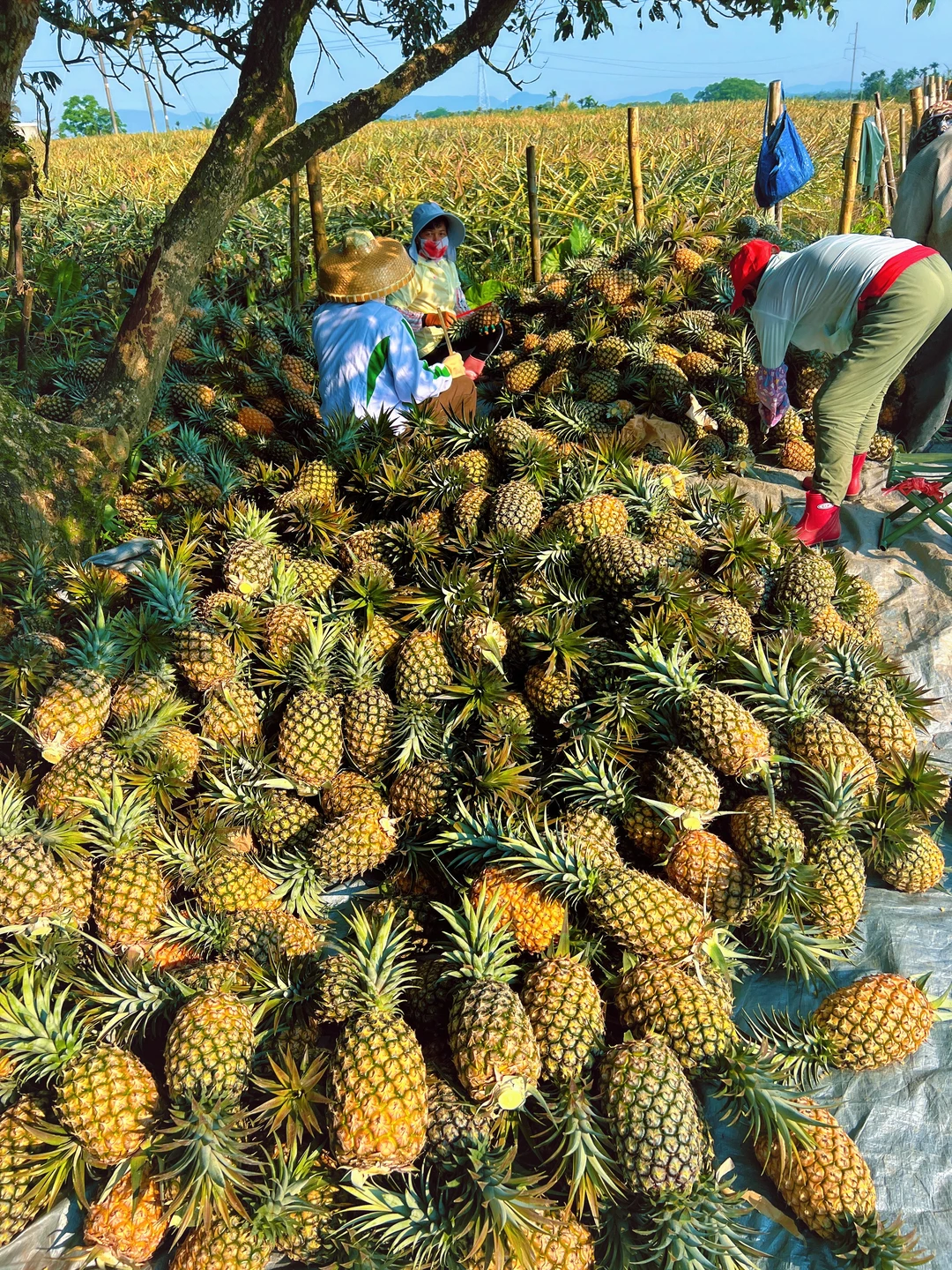 这么好吃的海南凤梨，海南文旅怎么不通知！