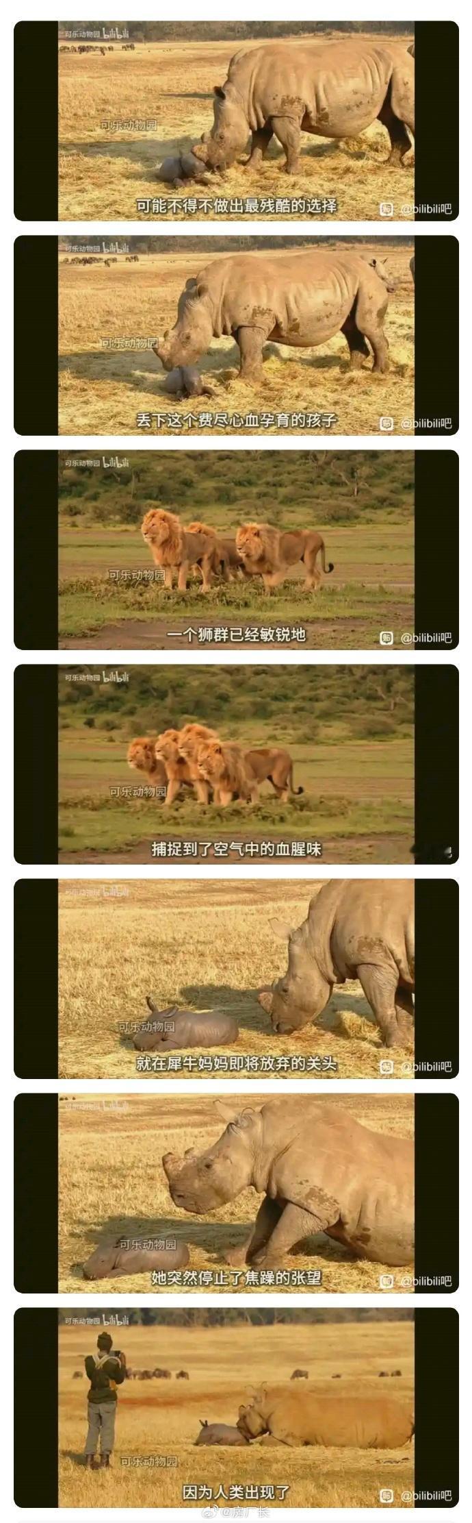 你以为的野生动物：我管你这那的，你看我咬不咬你就完事了
实际上的野生动物：666
